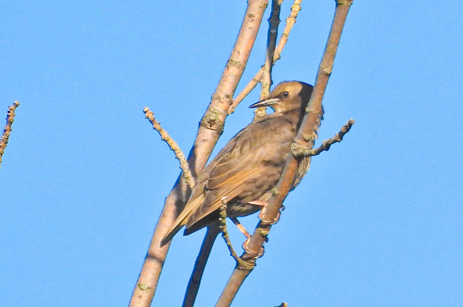 European Starling juvenile