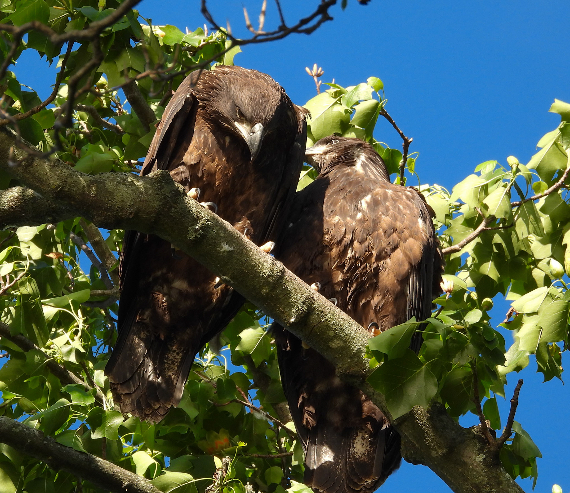May 20 - Sibling hangout in nearby tree