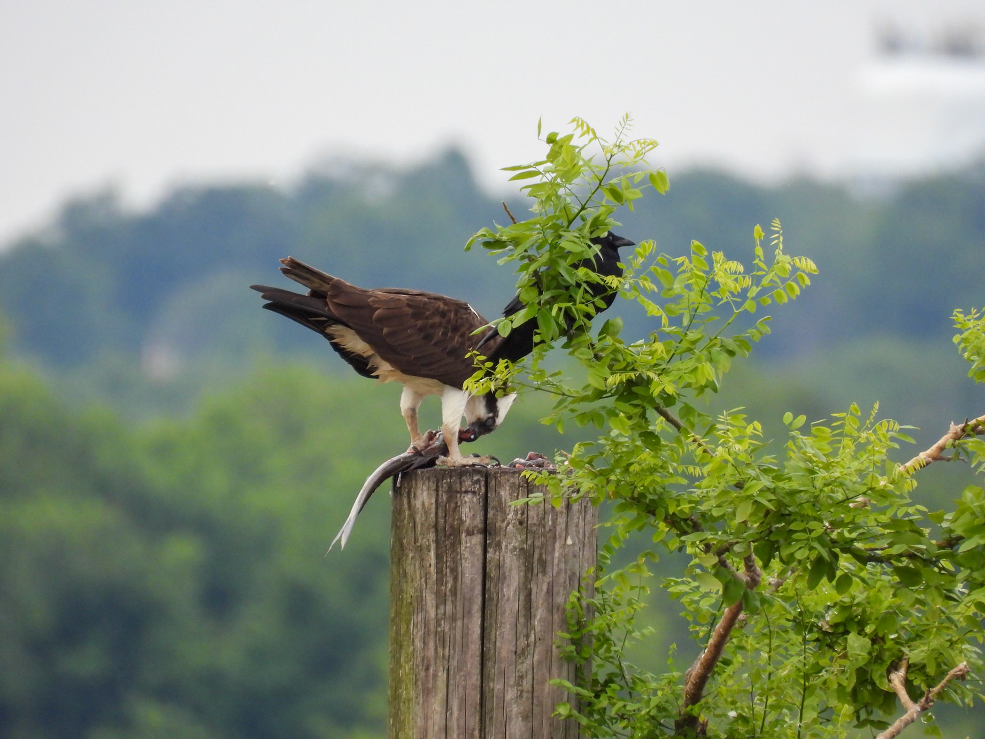 The Osprey is joined by a Fish Crow, sitting only inches away...