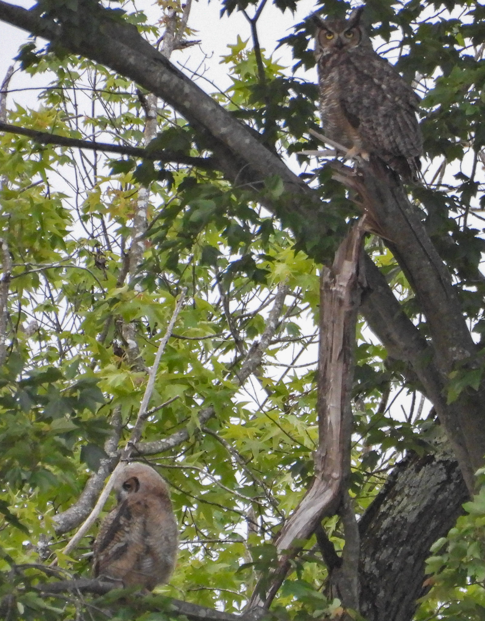 May 15 - mother and owlet.