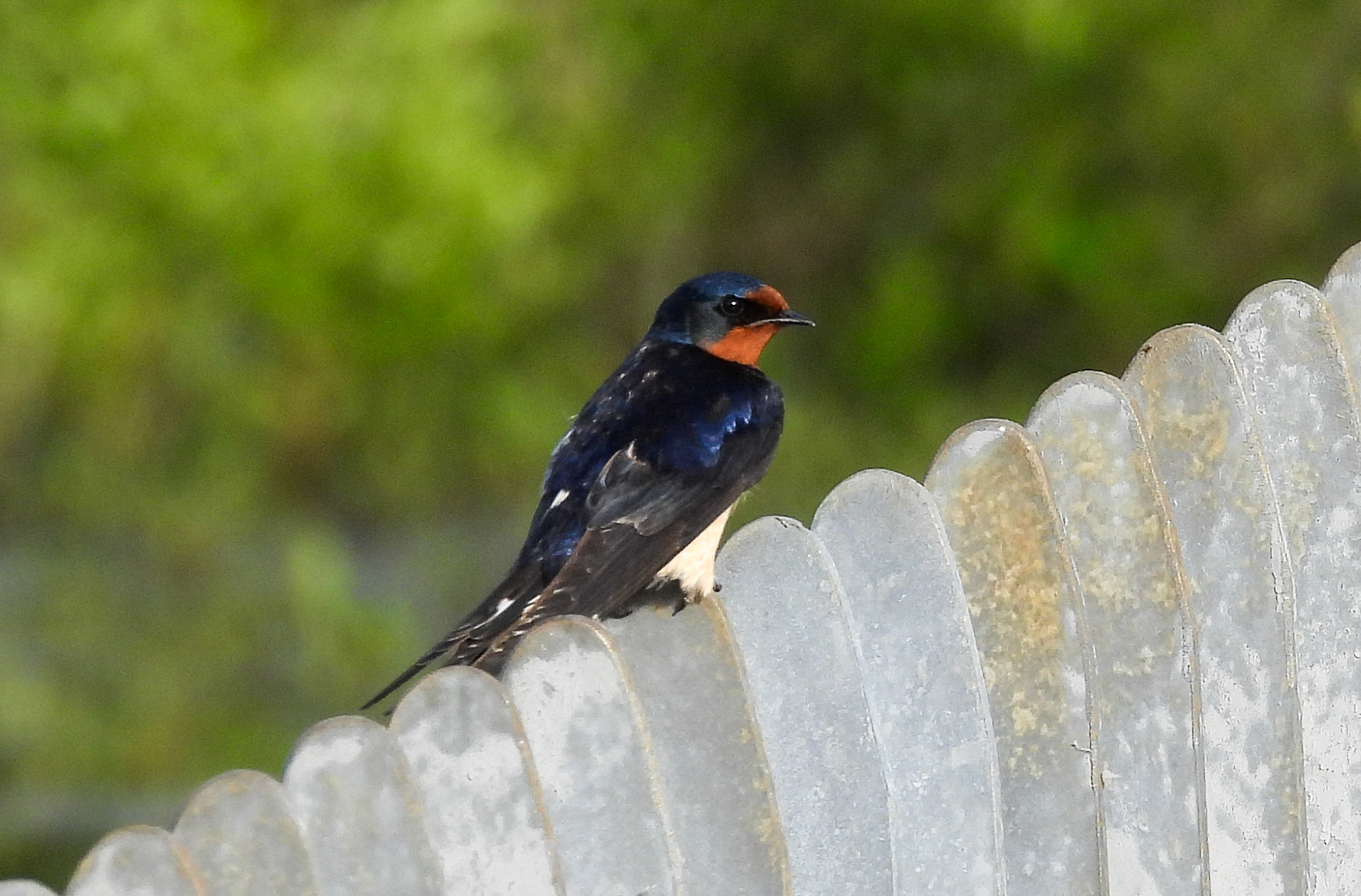 Barn Swallow