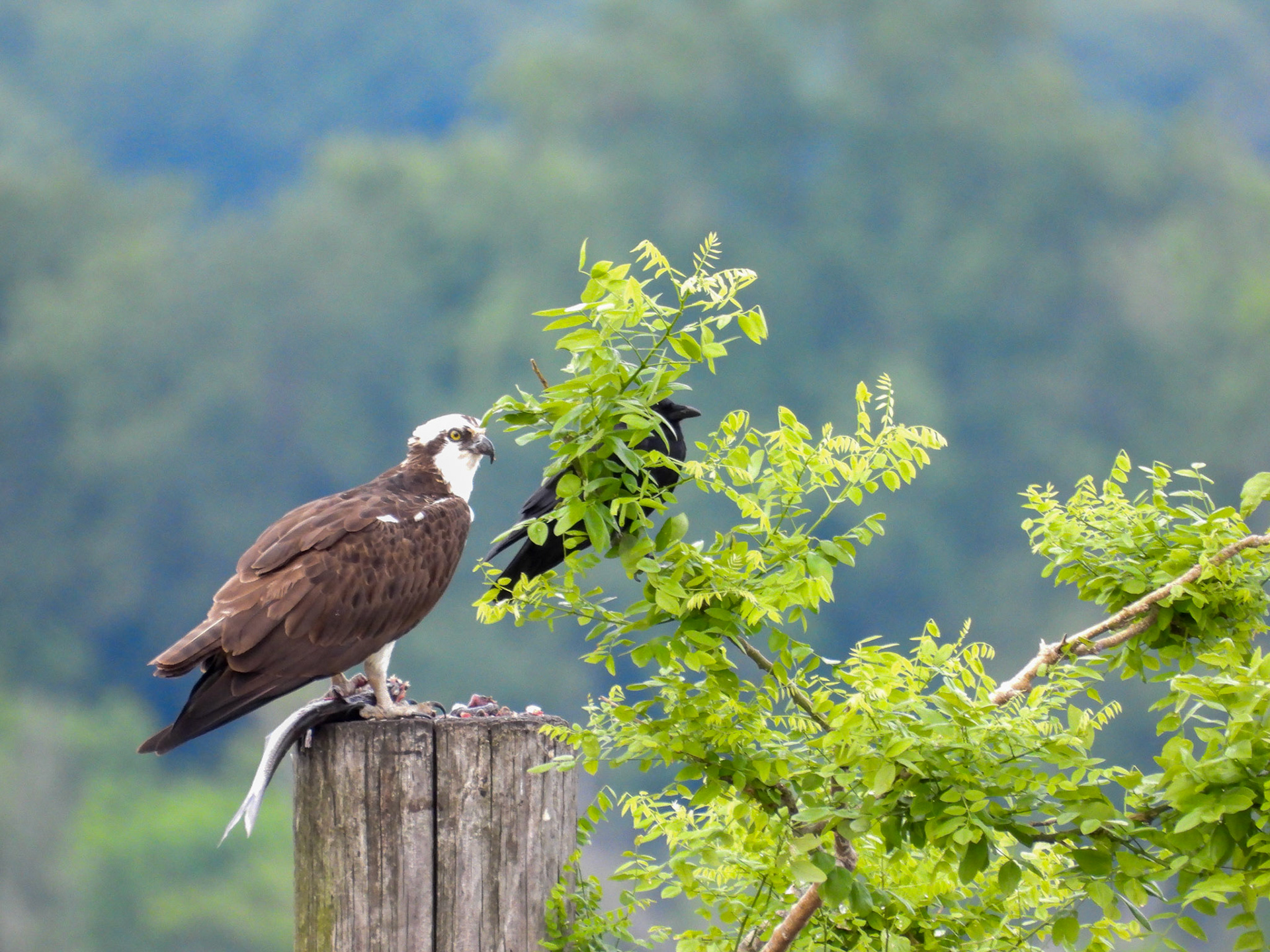 ...much to the Osprey's annoyance. The Osprey has little recourse against the more agile Crow.