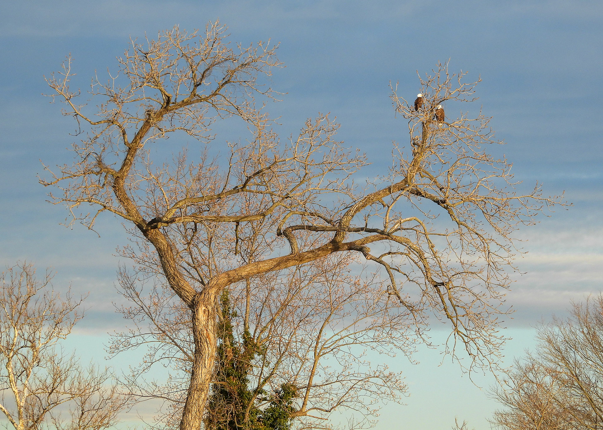 Eagle Pair retiurns to its territory in January.