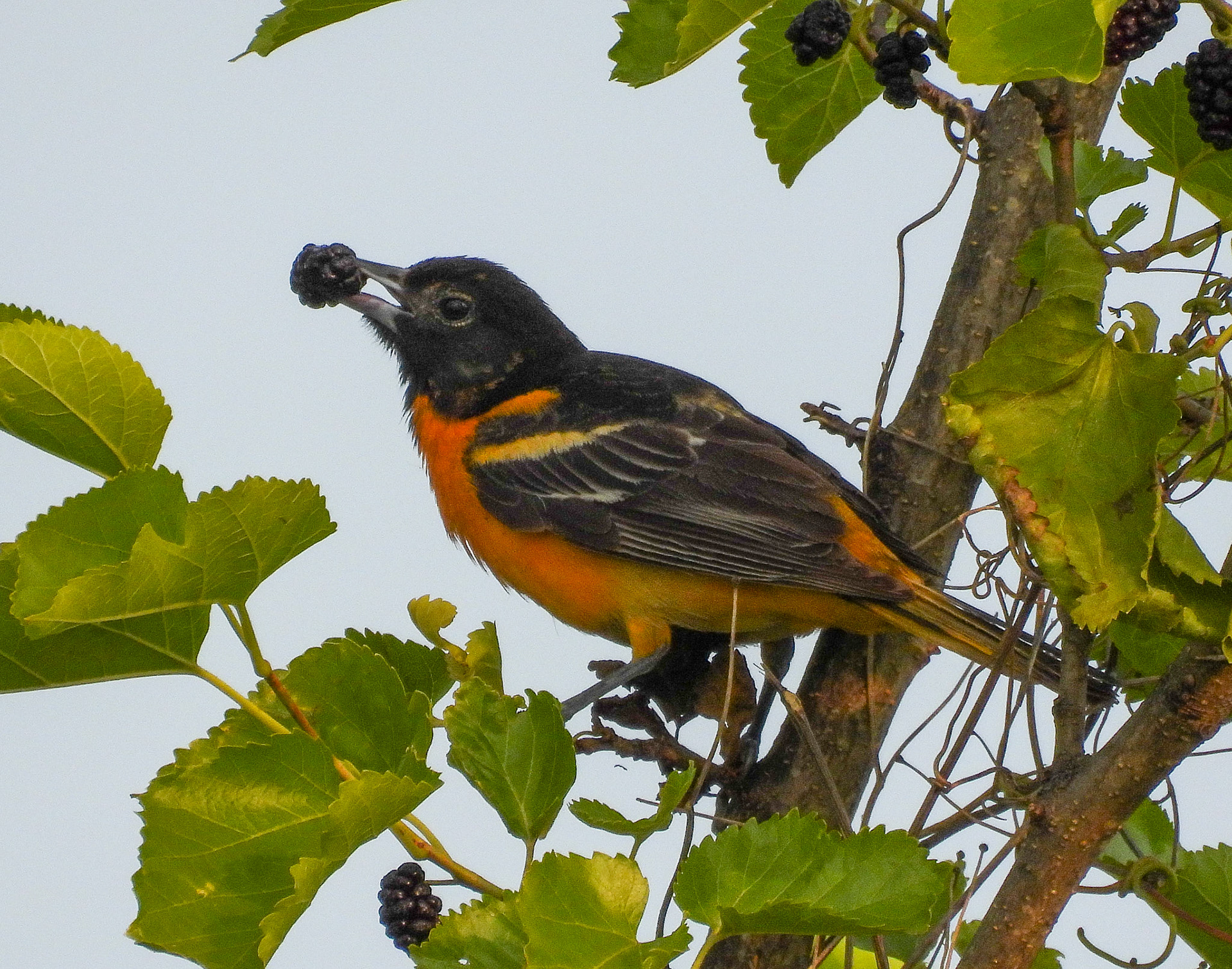A Baltimore Oriole enjoys a ripe mulberry.