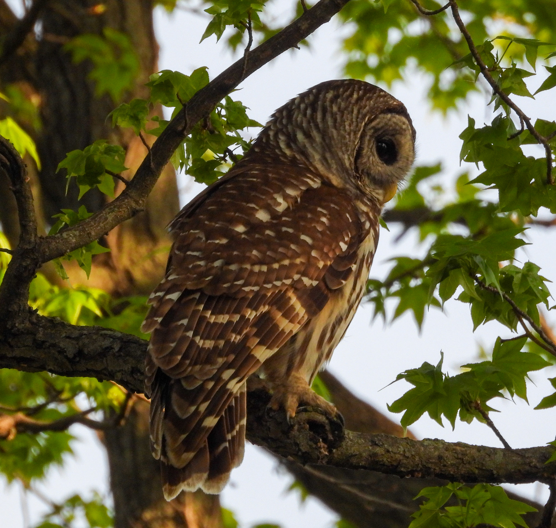 Barred Owls are more active and vocal during their mating season from late winter into the summer.