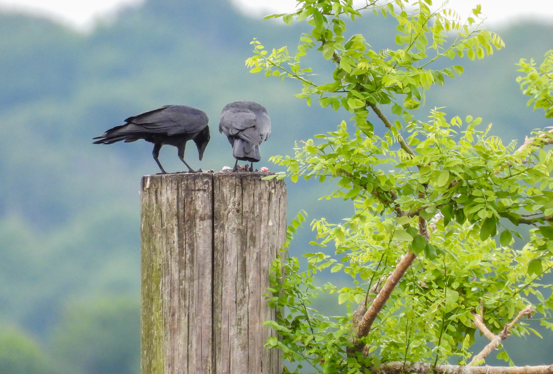 ...leaving the scraps for the Crows.