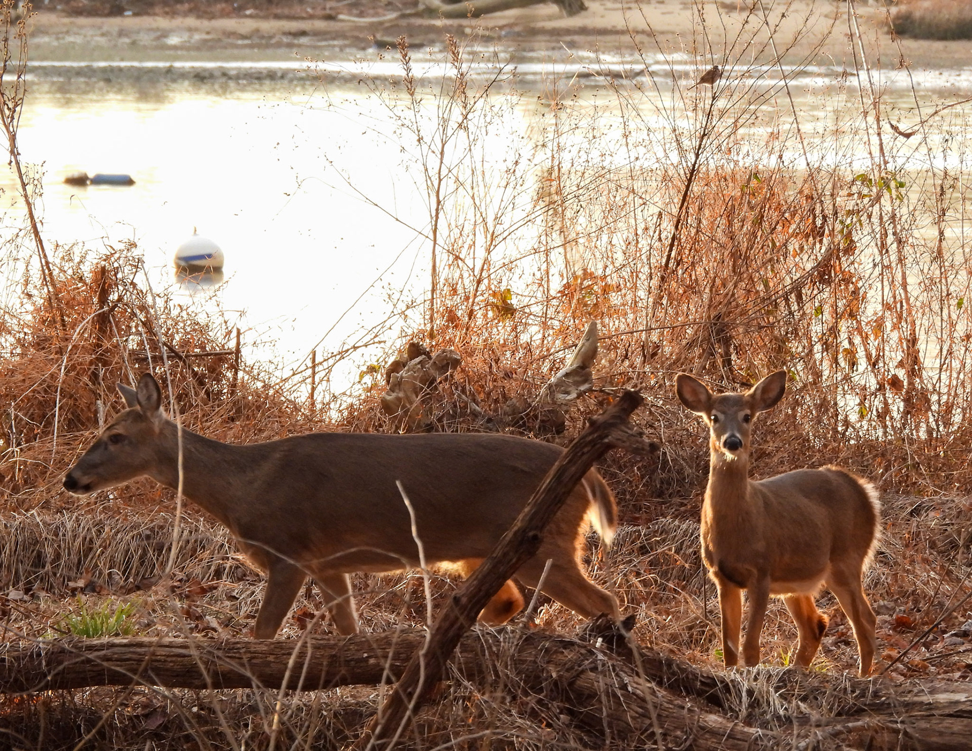 Adult and juvenile  White-Tailed Deer along the river's edge.