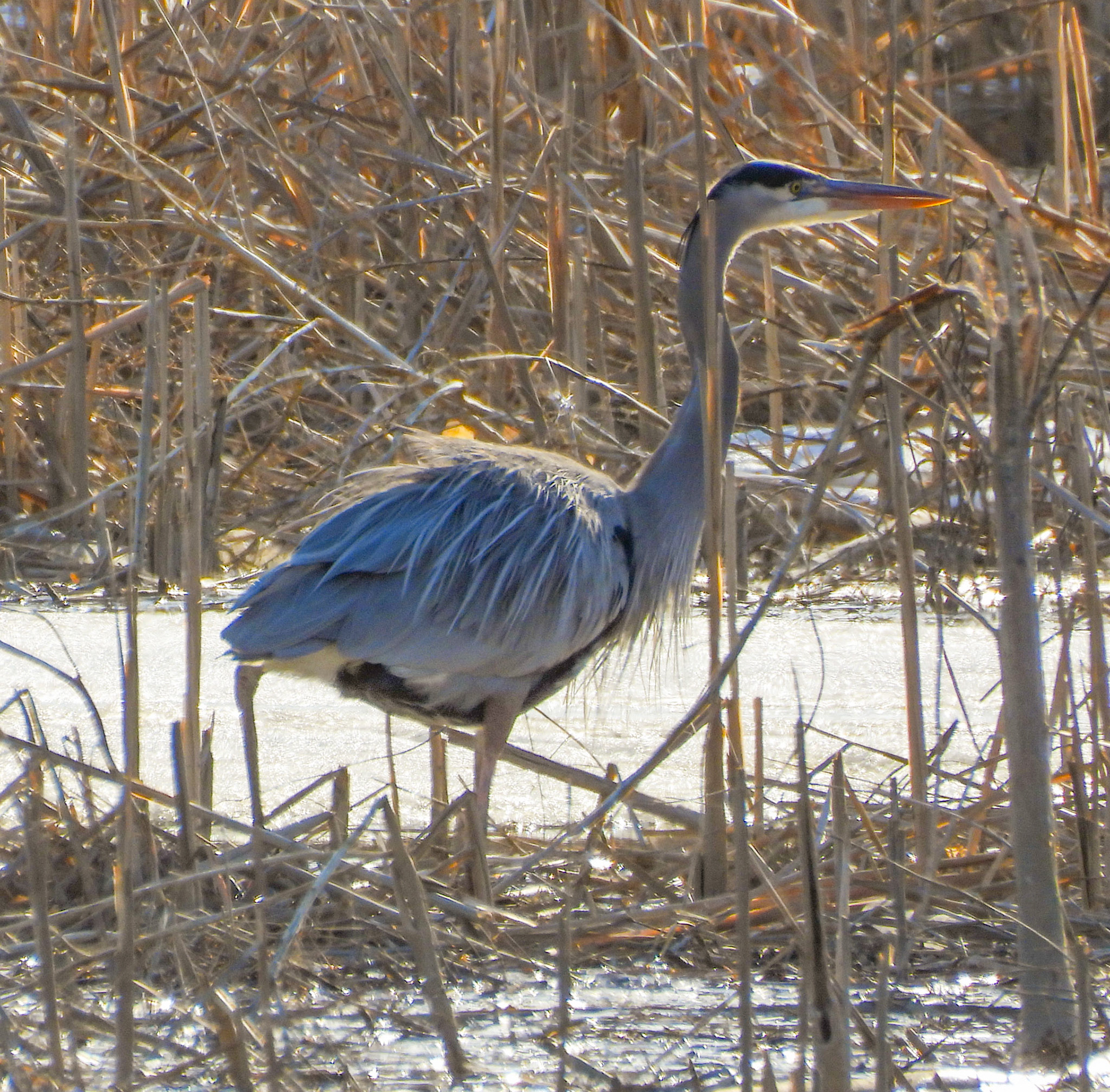 Great Blue Heron