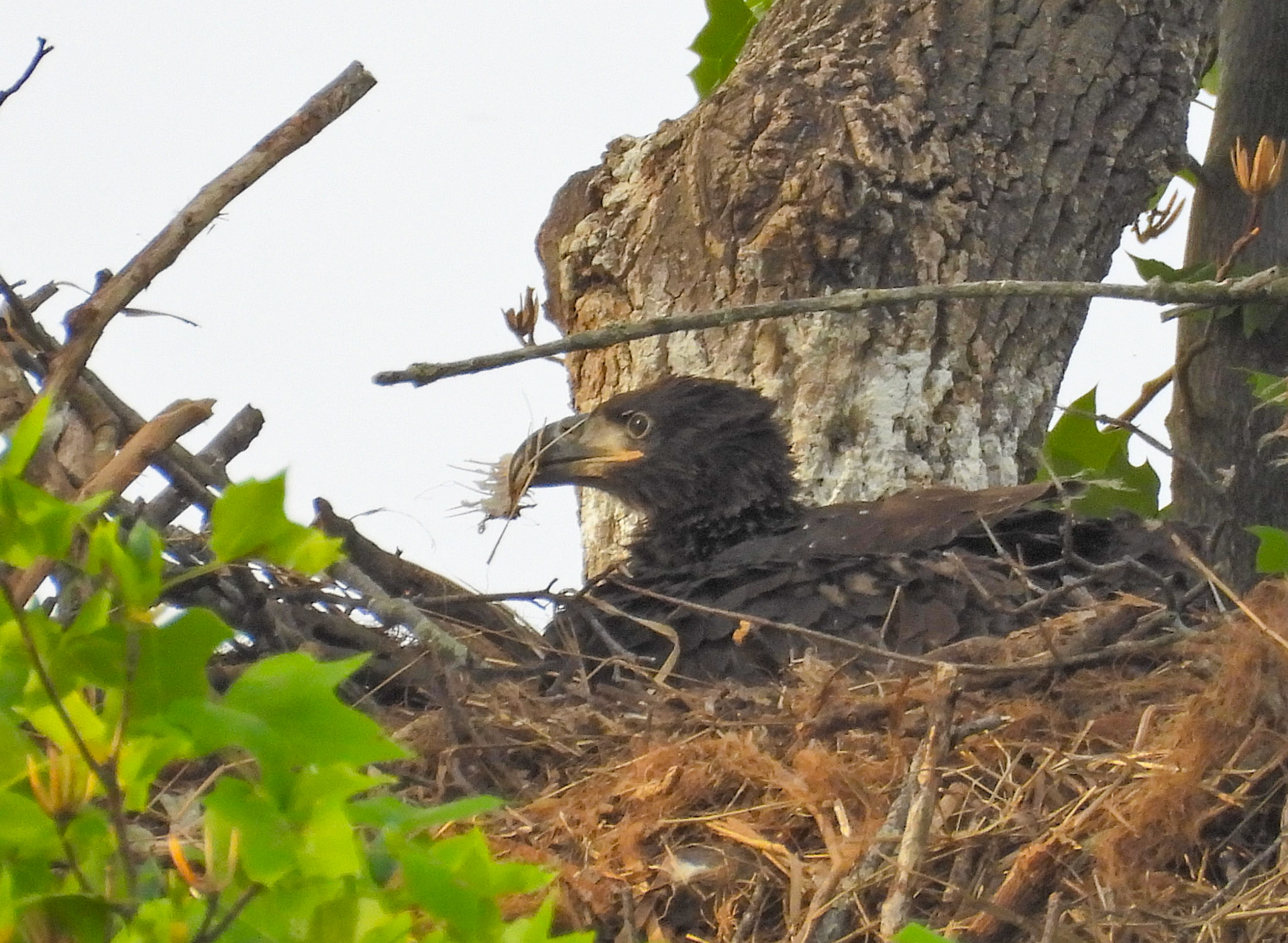 April 17 - Eaglet with a mouthfull of fishbones - no more meat to eat.