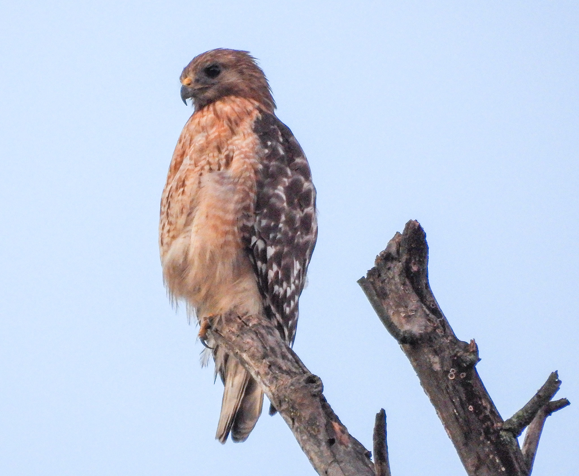 June 18 - Based on size, this could be one of the fledglings.