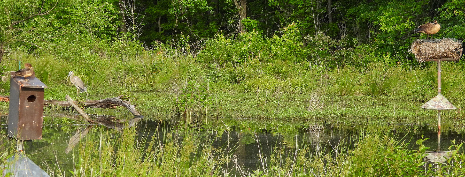 (L to R) Hooded Merganser, Great Blue Heron, Canada Goose