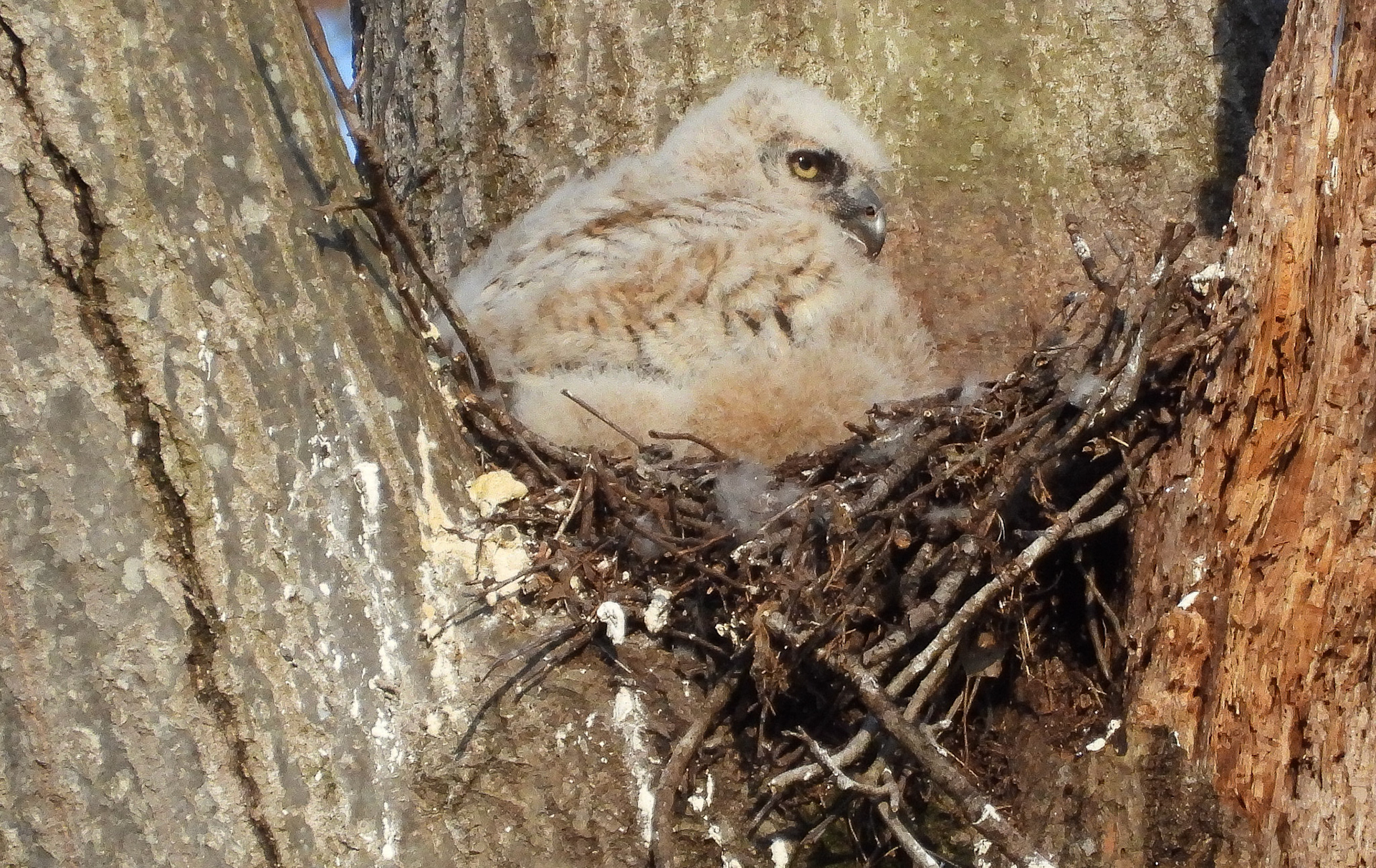 March 31 - the remaining owlet in the nest.
