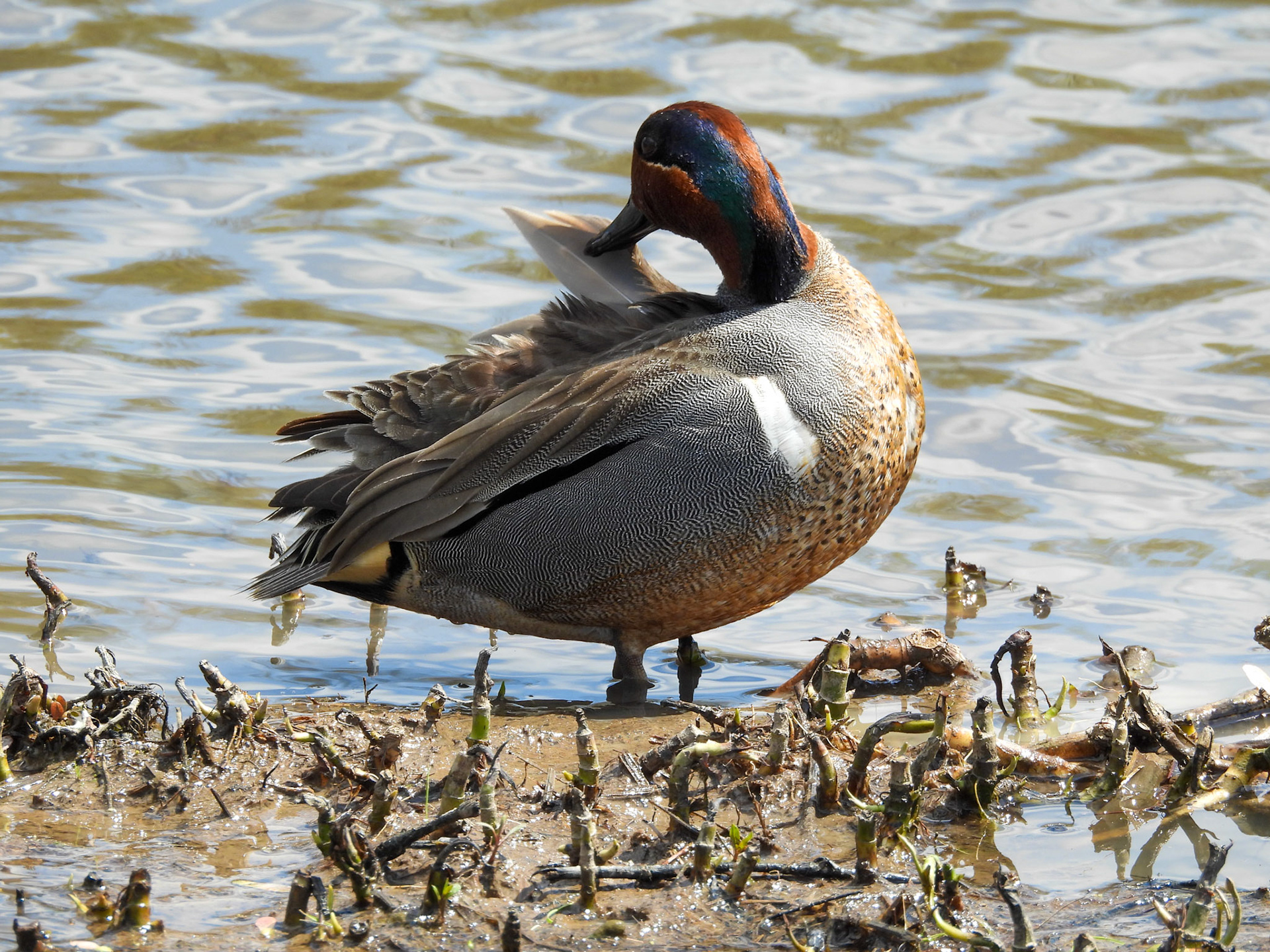 Green Winged Teal