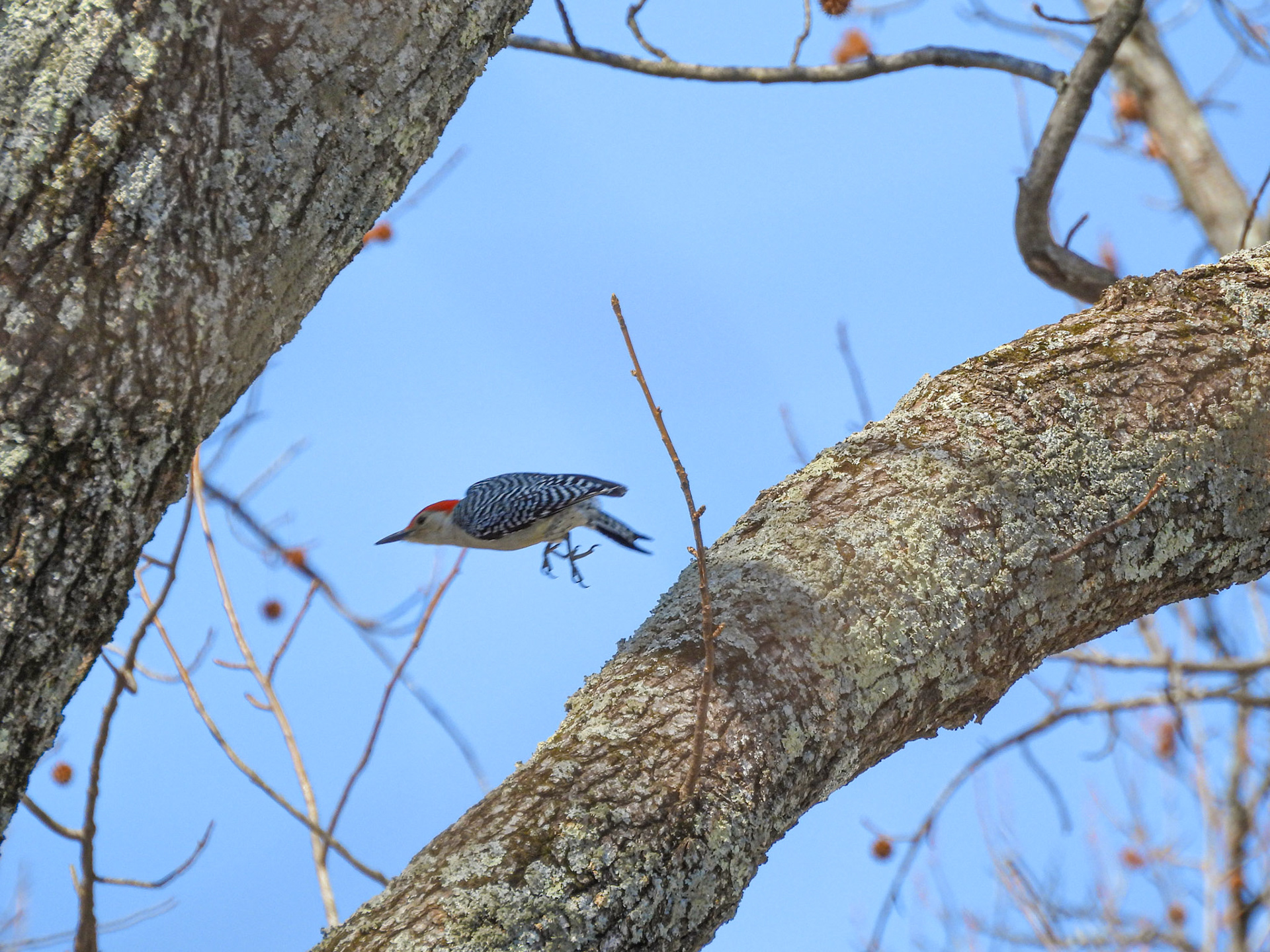 A Red-Bellied Woodpecker takes flight.
