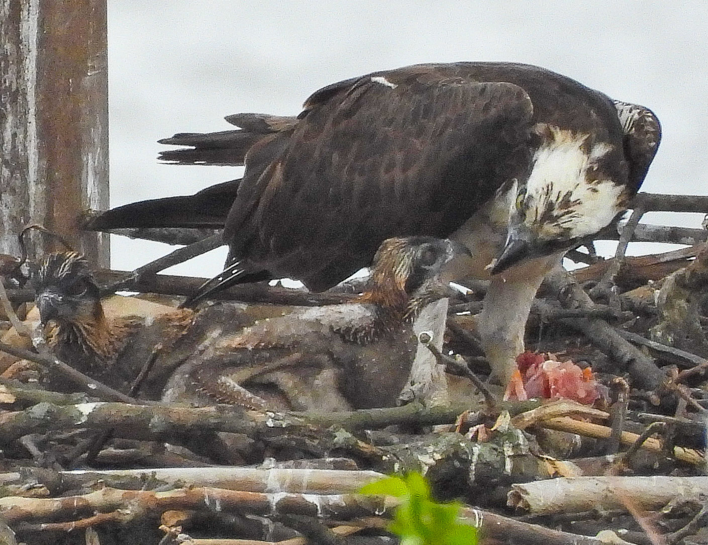 May 27 - Female feeds the  two chicks, who appear to be around 2 weeks old and are able to move from the deepest part of the nest.