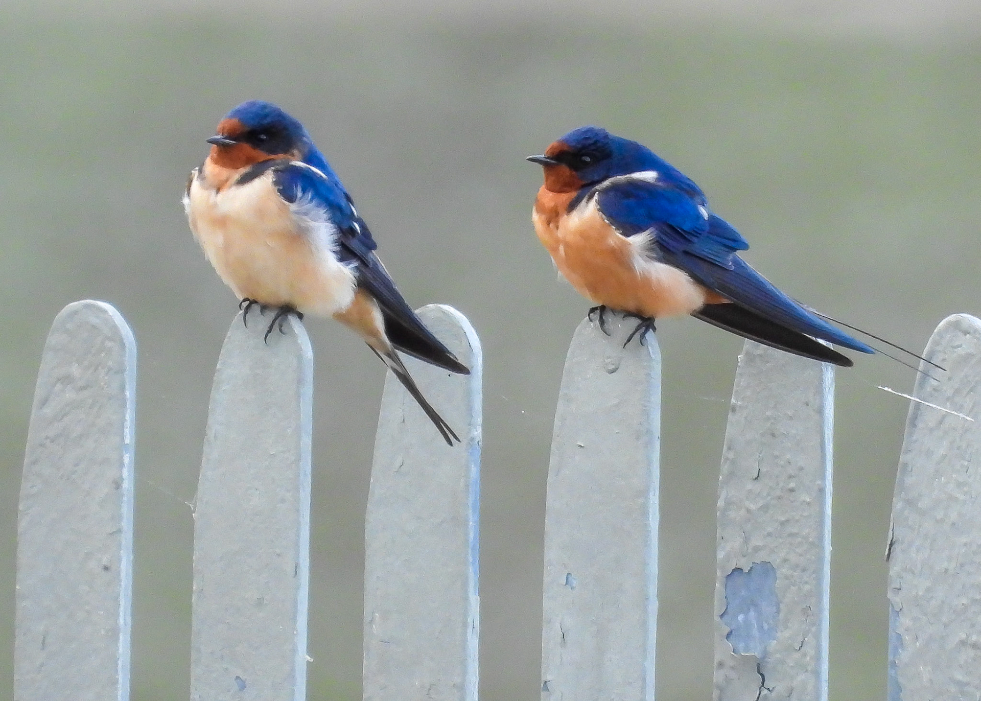 Barn Swallow female (left) and male (right).