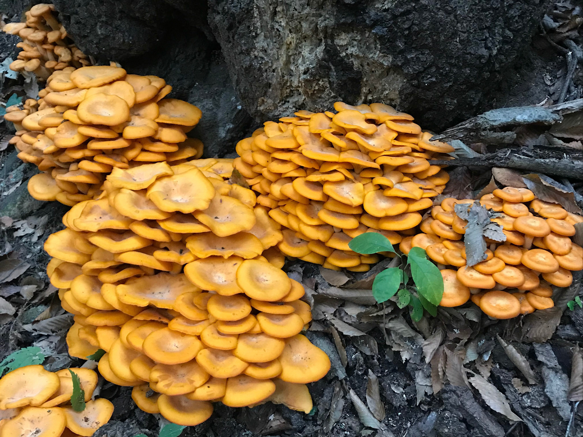 Donaldson Run Park, Arlington, Virginia