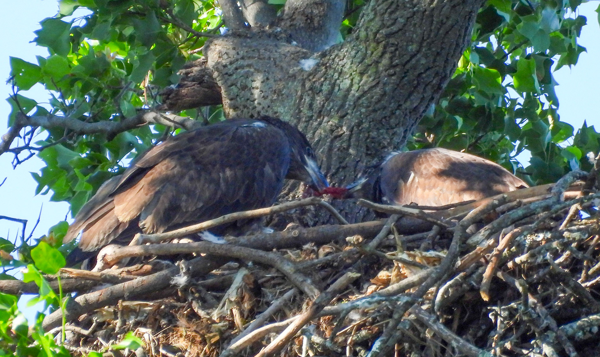 May 24 - Sibling food wrangle