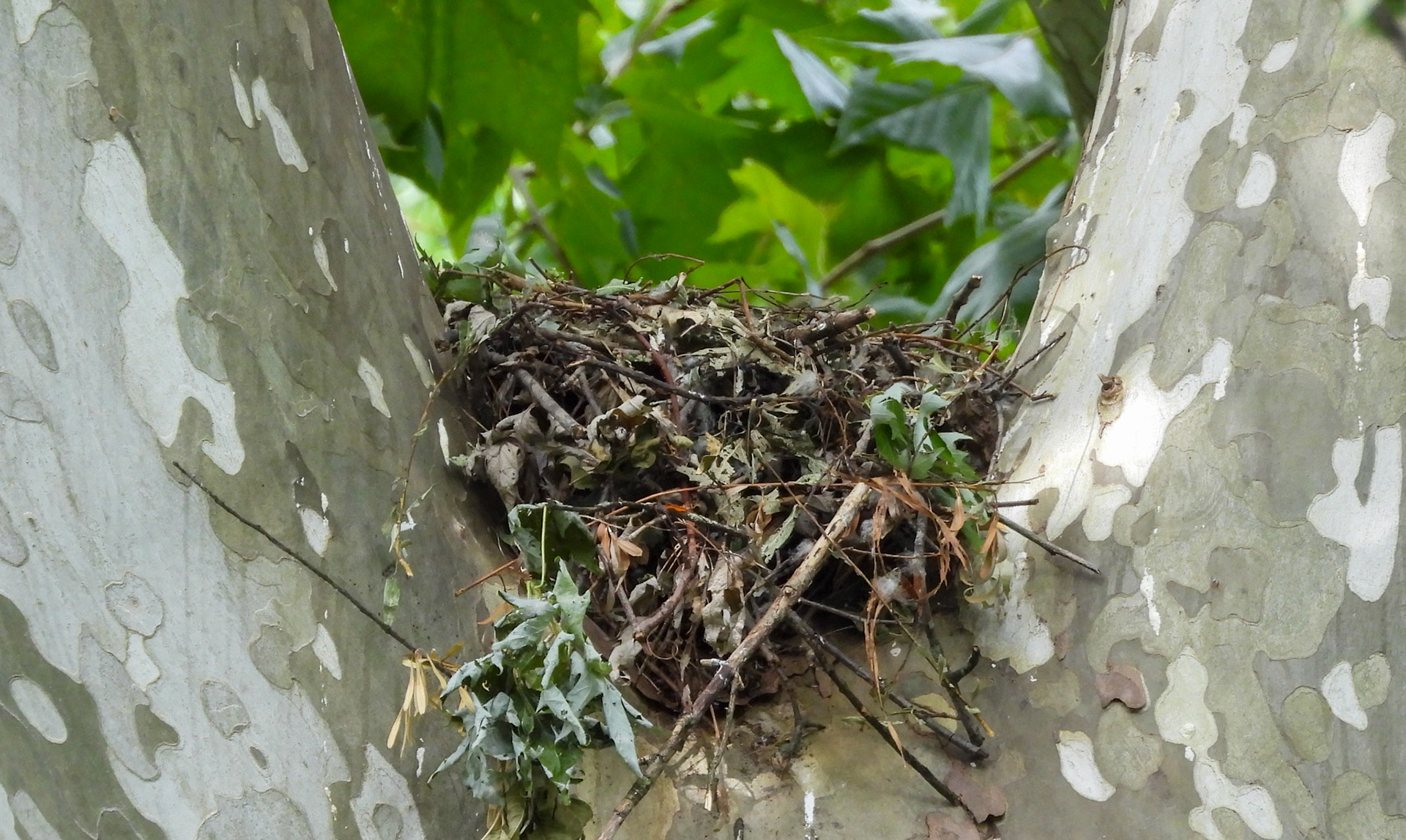 June 6 - Empty nest appears to be falling apart.  Once the chicks fledge the hawks typically no longer sleep in the nest, but may return to eat or rest during the day.