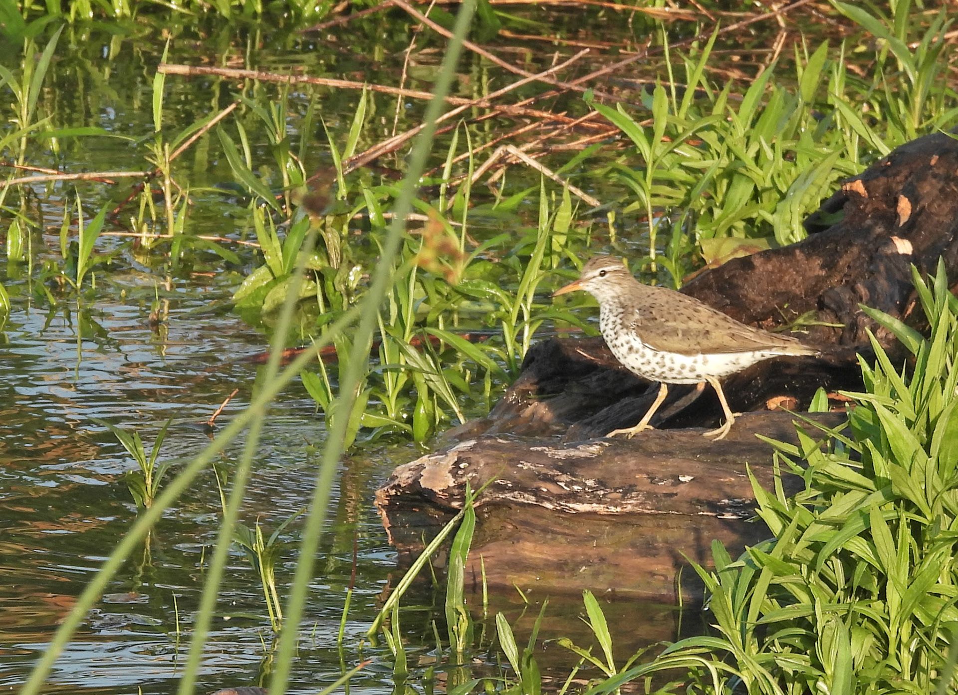 A Spotted Sandpiper in its spotted breeding plumage.  These wading birds eat mostly invertebrates, but also crustaceans and fish.