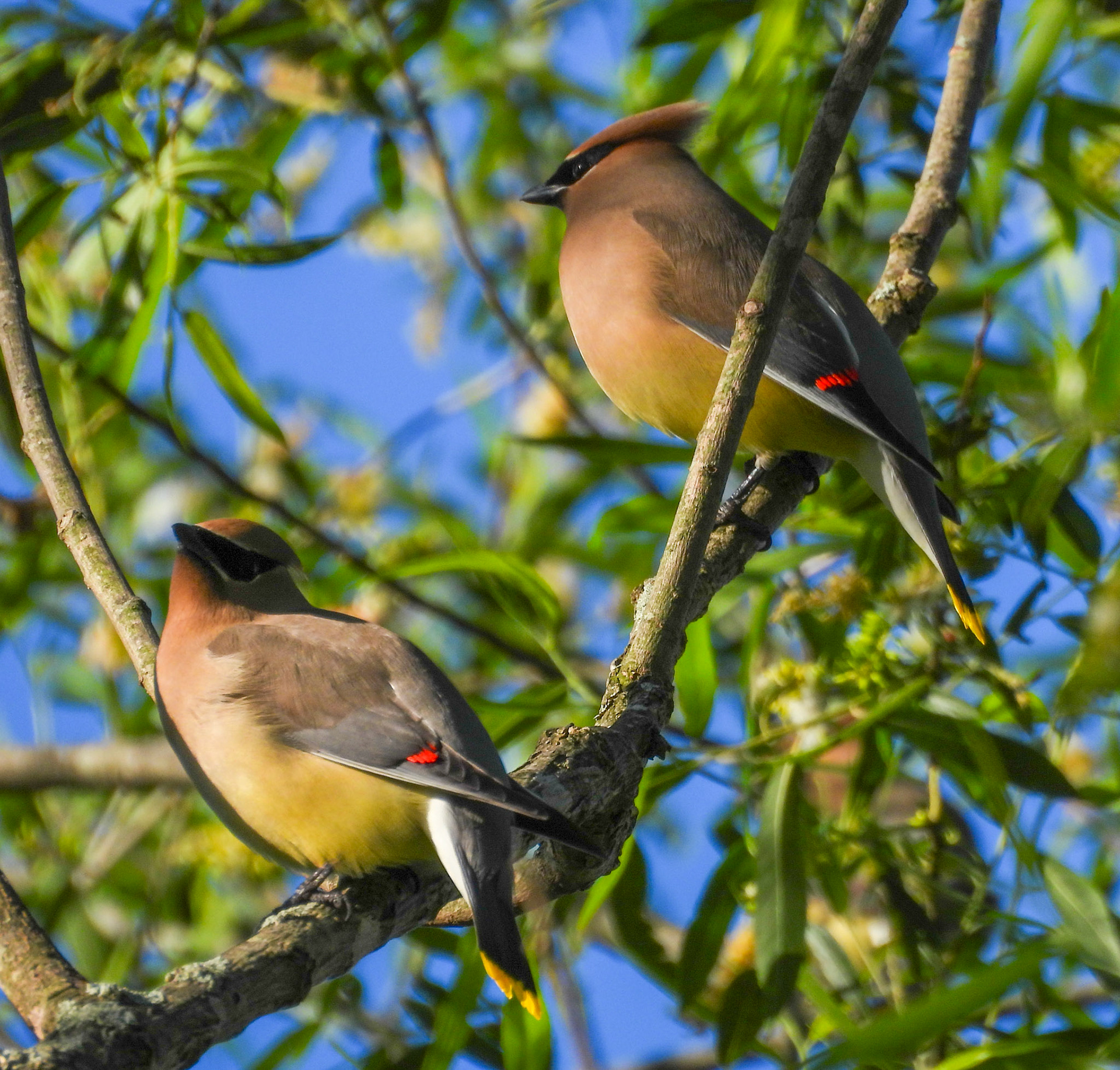 Cedar Waxwings