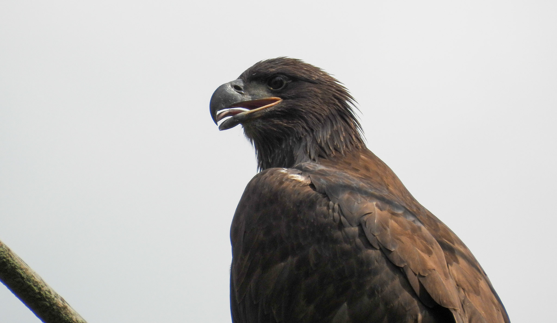 June 6 - Eaglet pants to stay cool
