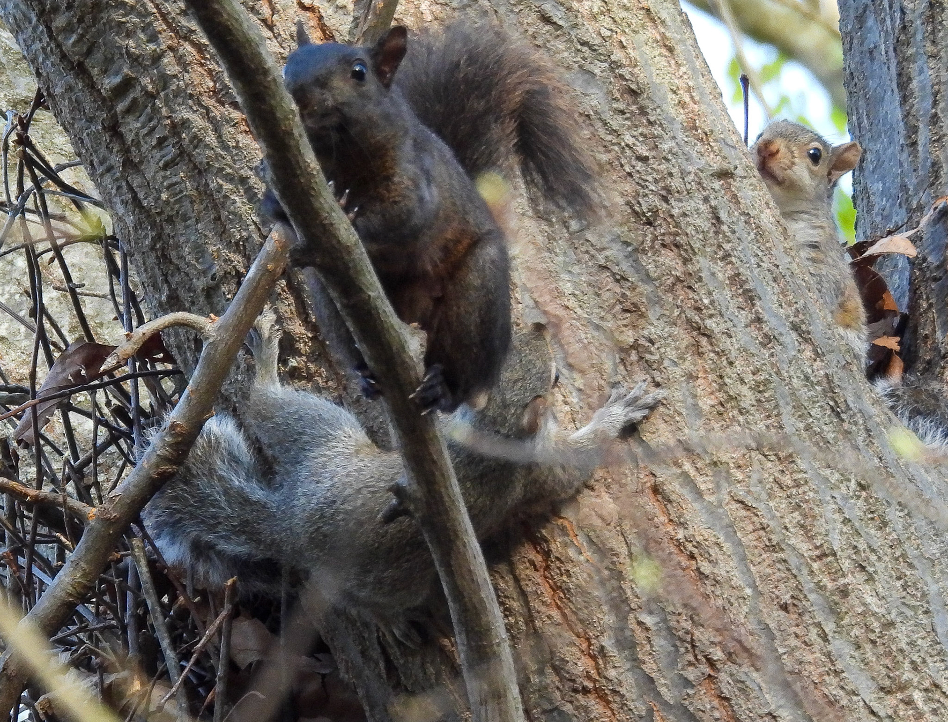 Three Eastern Gray Squirrel kits at play.