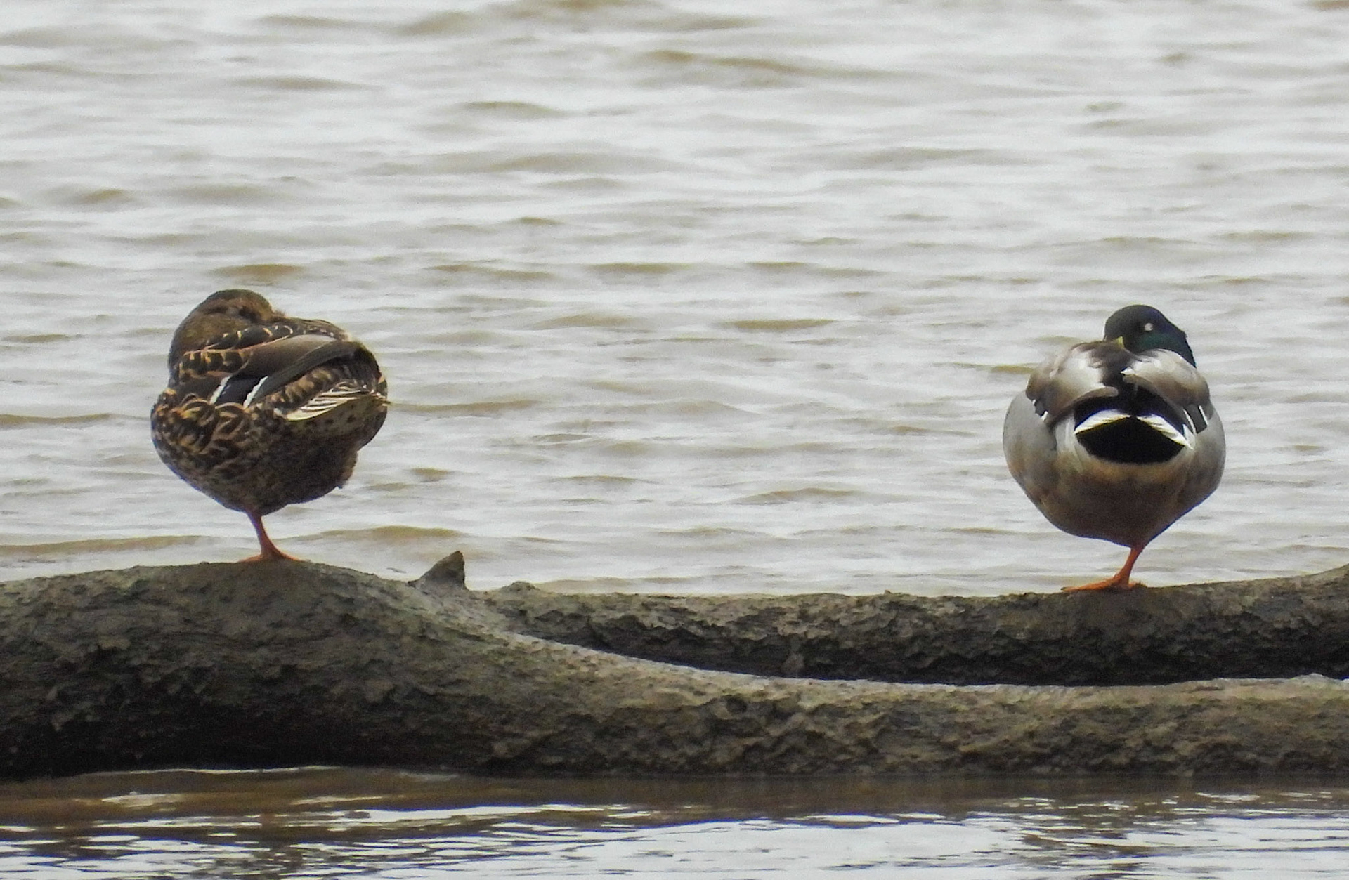 A Mallard pair take an afternoon nap.