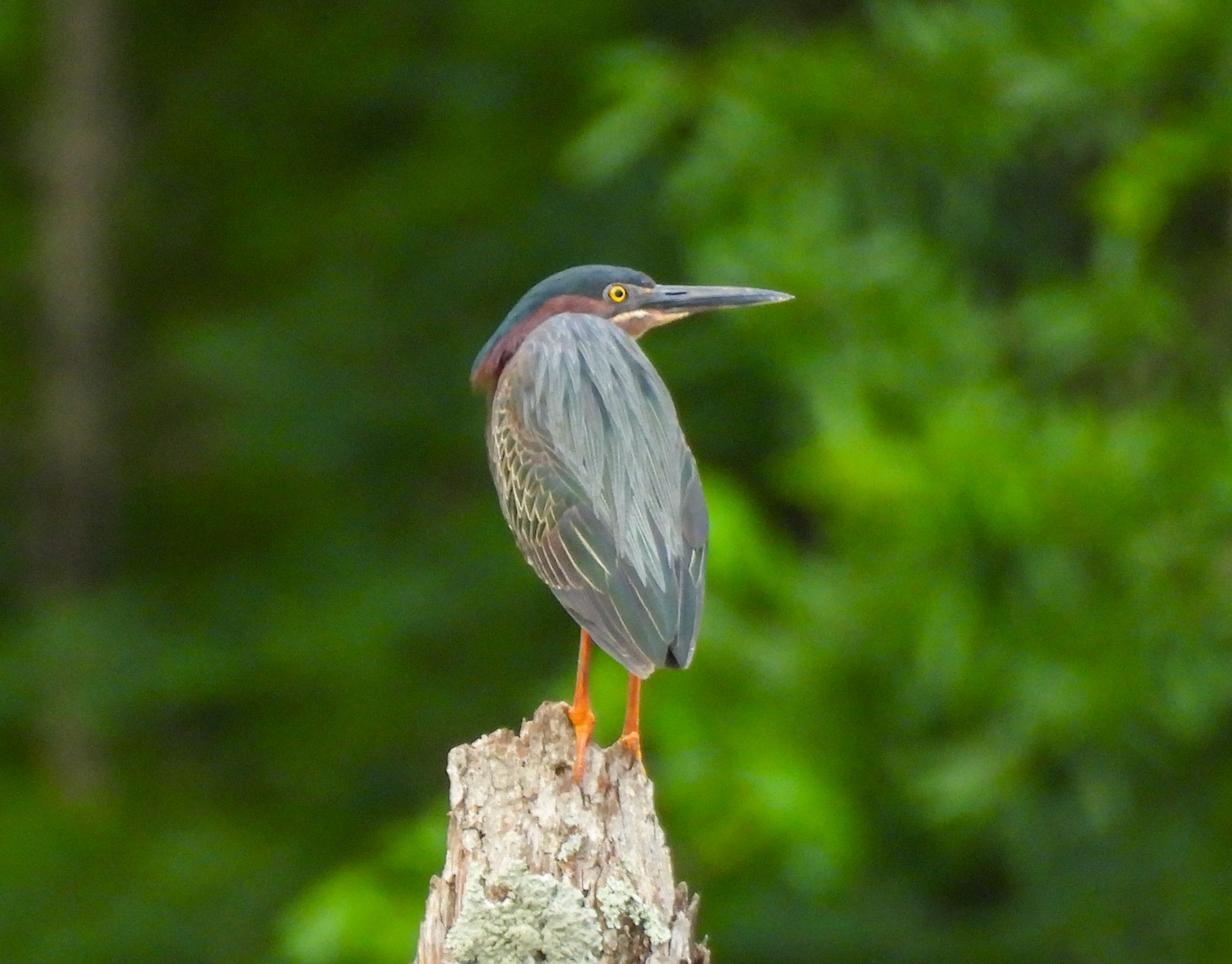 Green Heron