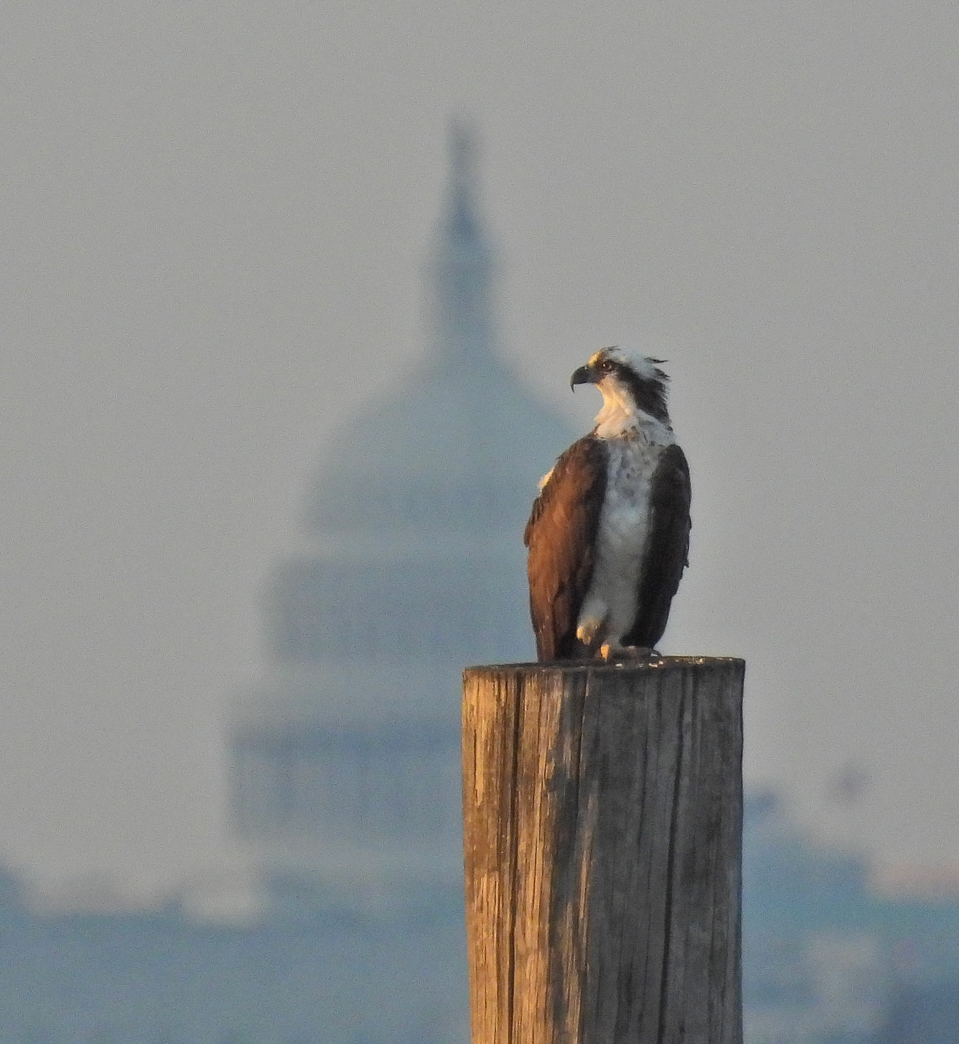Osprey