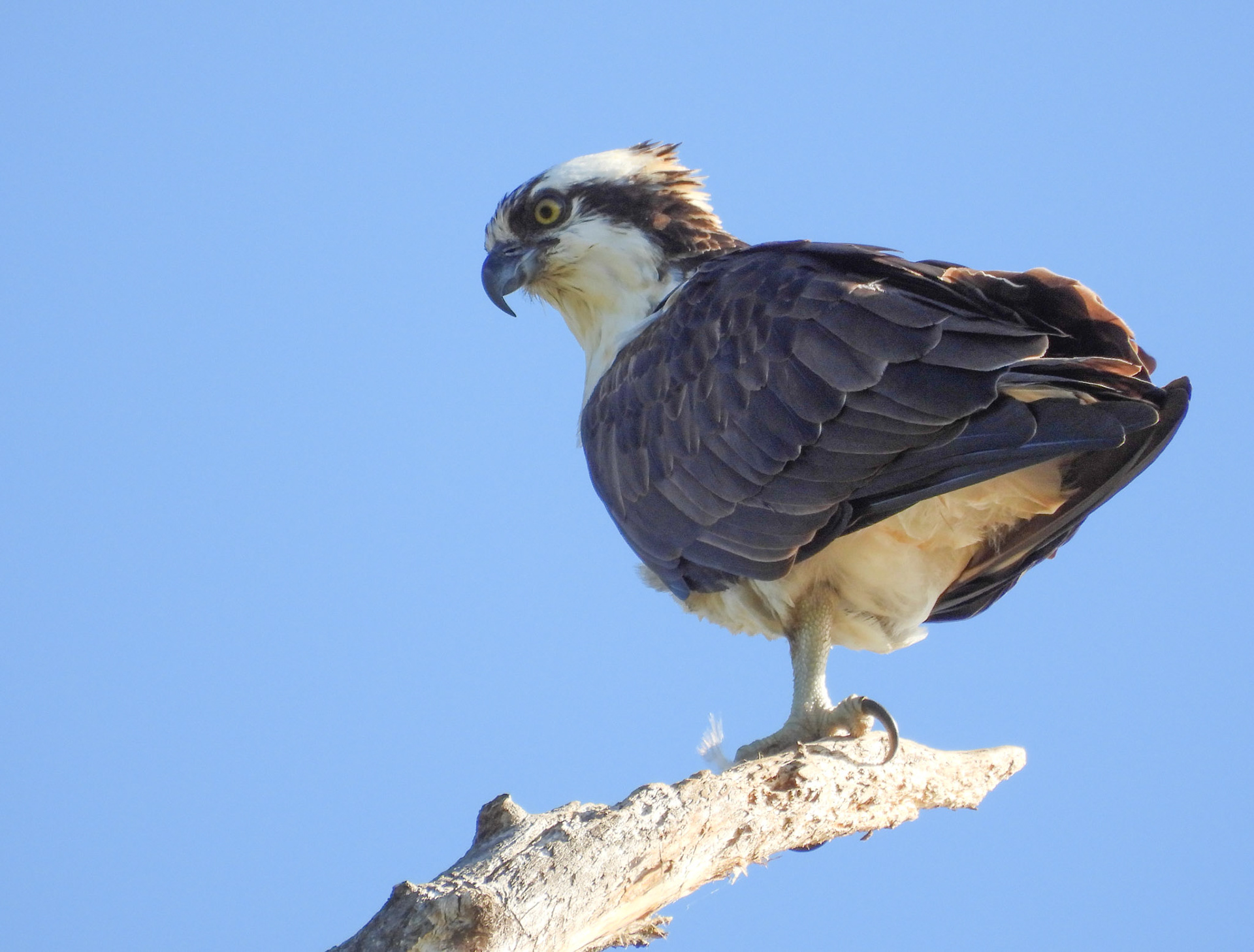 Osprey