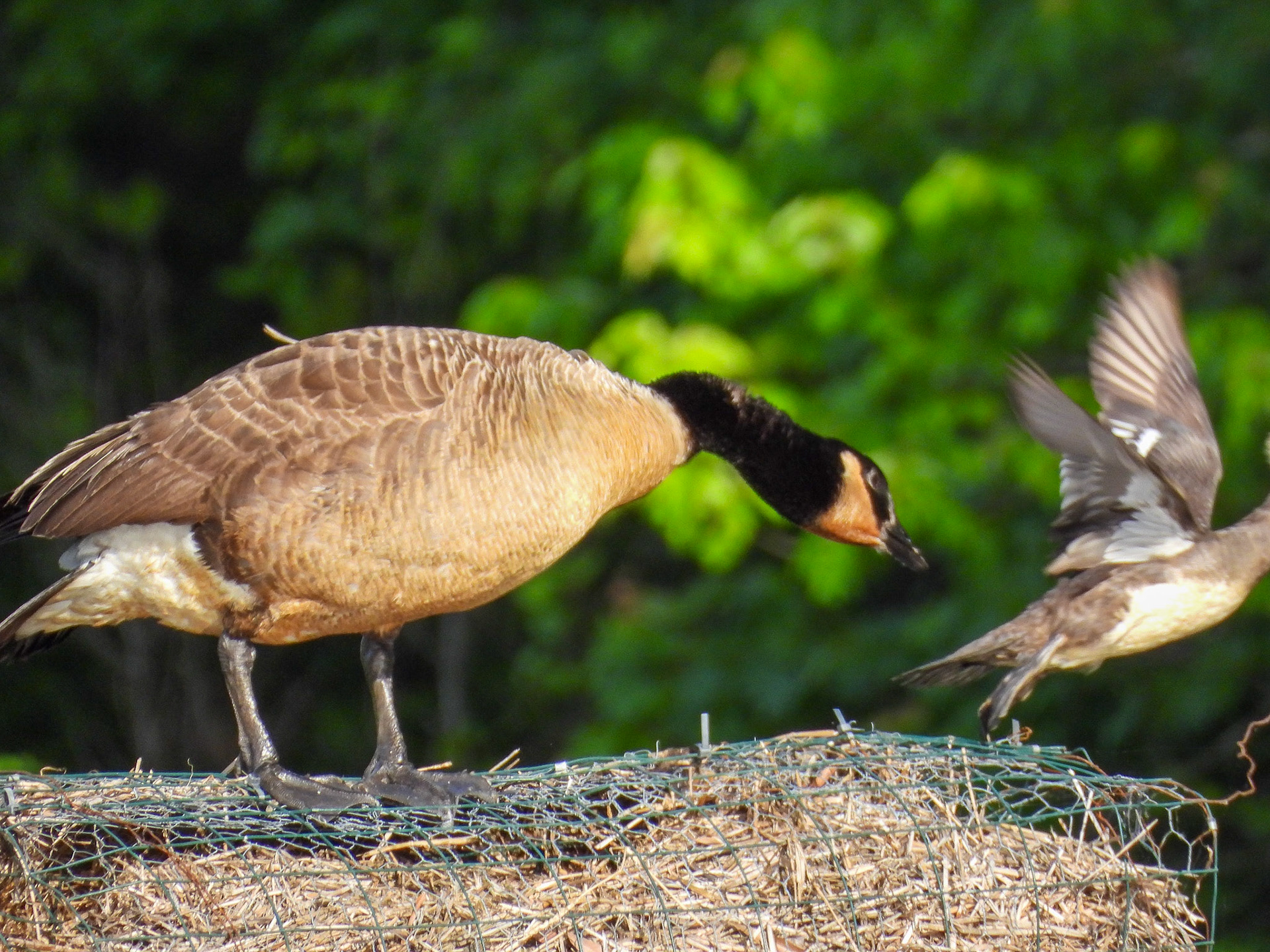 Merganser gets goosed 2/2