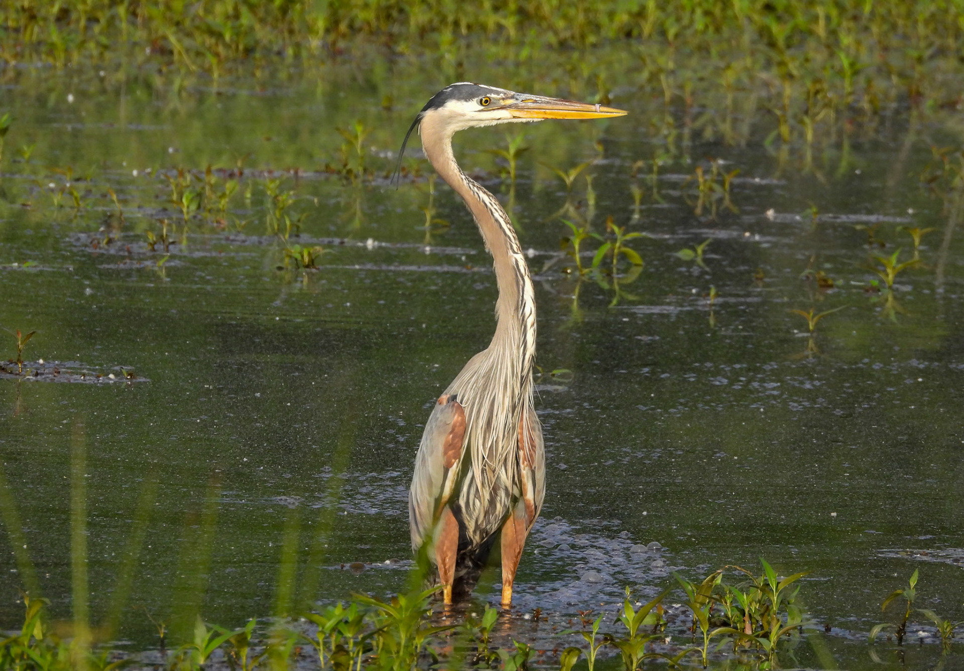 Great Blue Heron