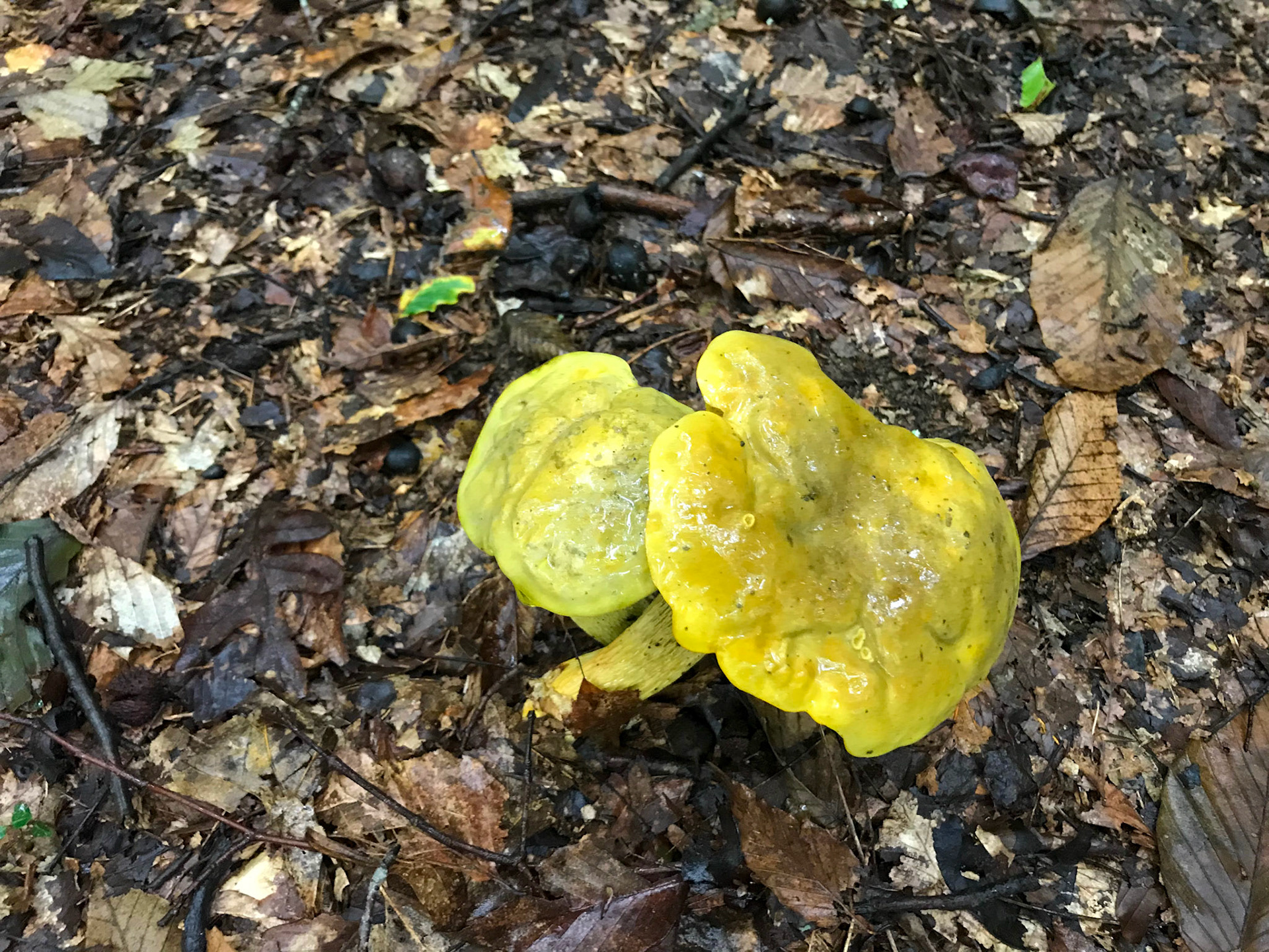 Prince William Forest Park, Virginia