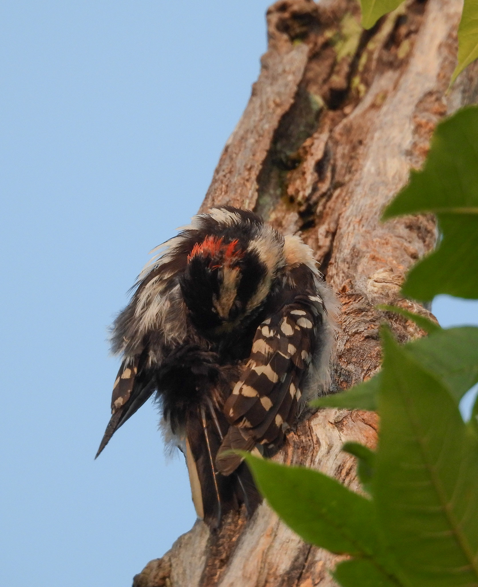 A Downy Woodpecker turns its heard almost 180 degrees to preen while holding onto a tree trunk