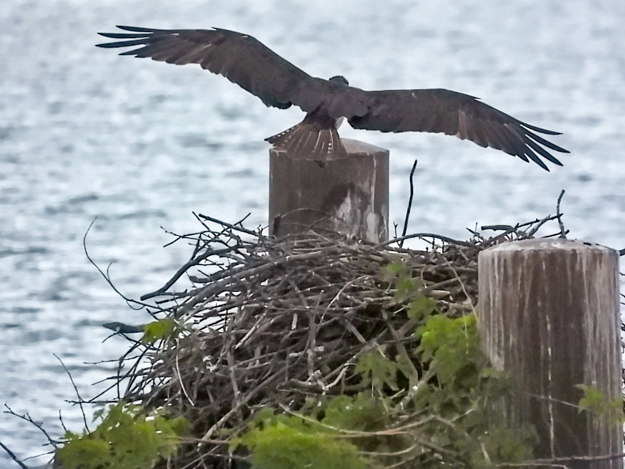 June 8 - Female reruns to the nest after a brief fly-about.