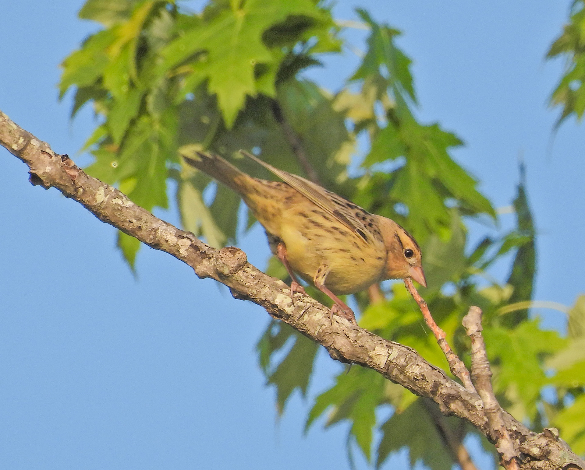 Bobolink female or non-breeding male in mid-May.  Bobolinks can travel up to 12,000 miles in a year between its breeding range in the northern US and southern Canada and its wintering grounds in South America as far south as Argentina.