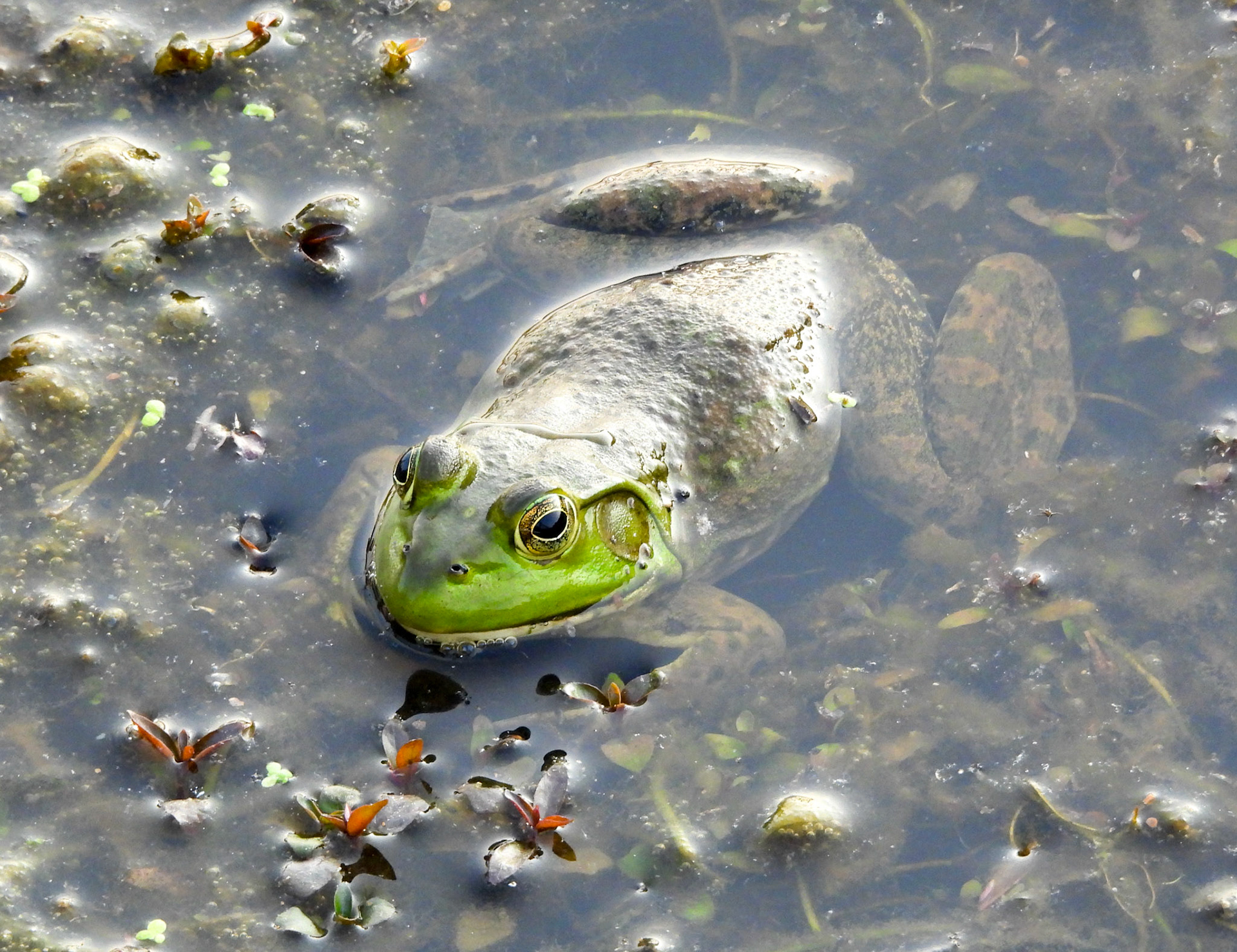 Green Frog (Lithobates clamitans)