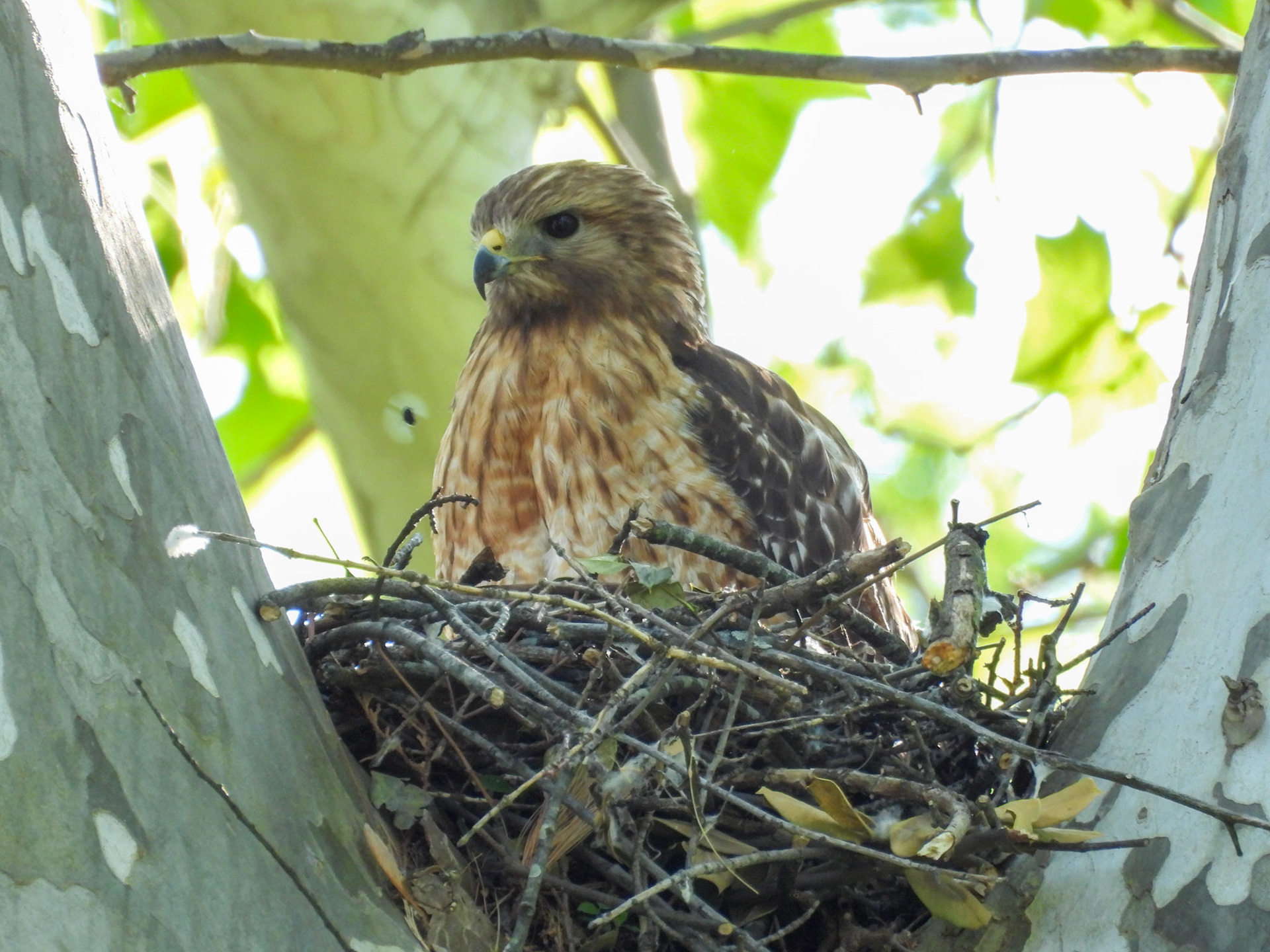 May 1 - Standing, no eggs to incubate