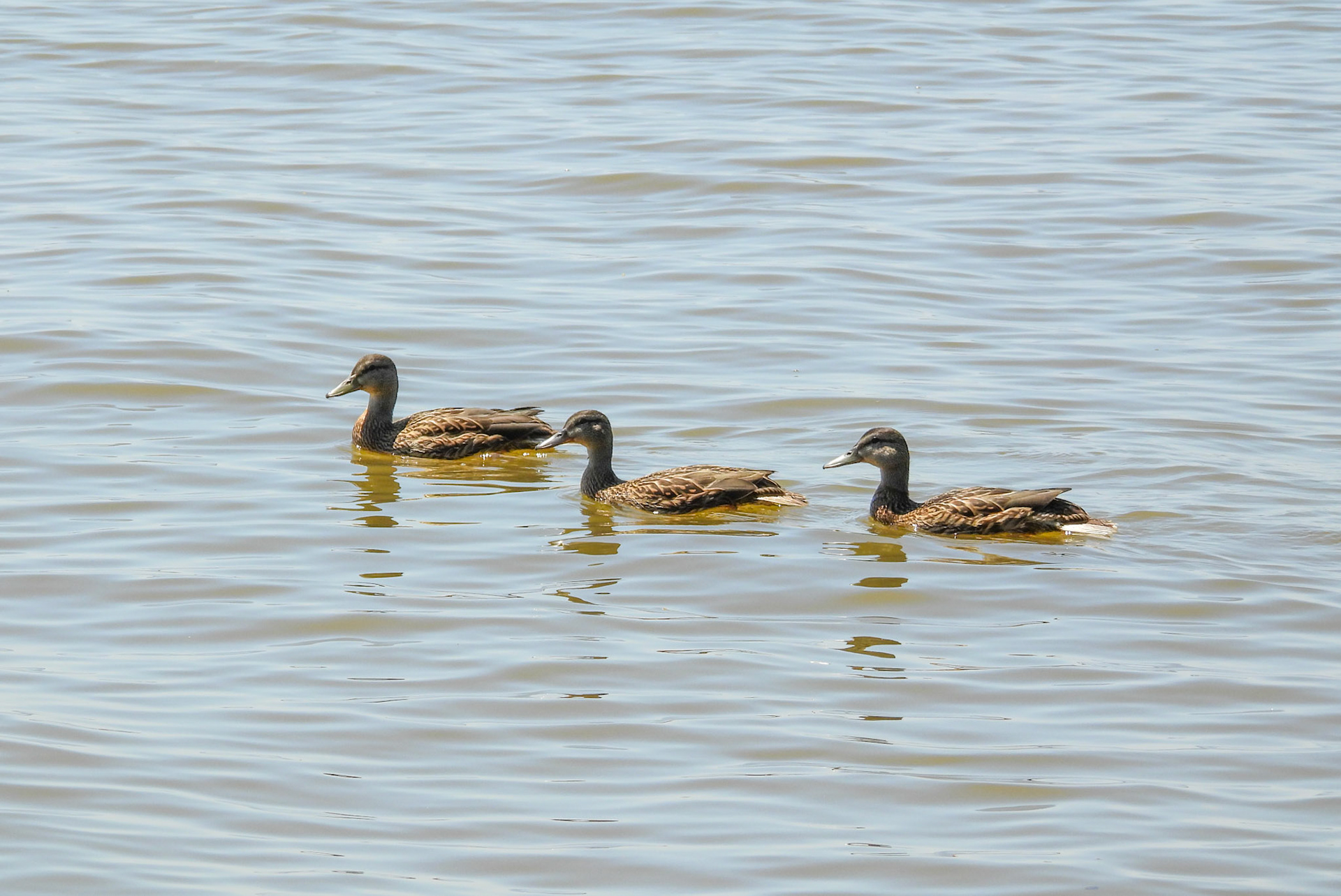Mallard Family Outing 3/3 - The "teenaged" duckllings are now able cruise the marsh  without their parents.