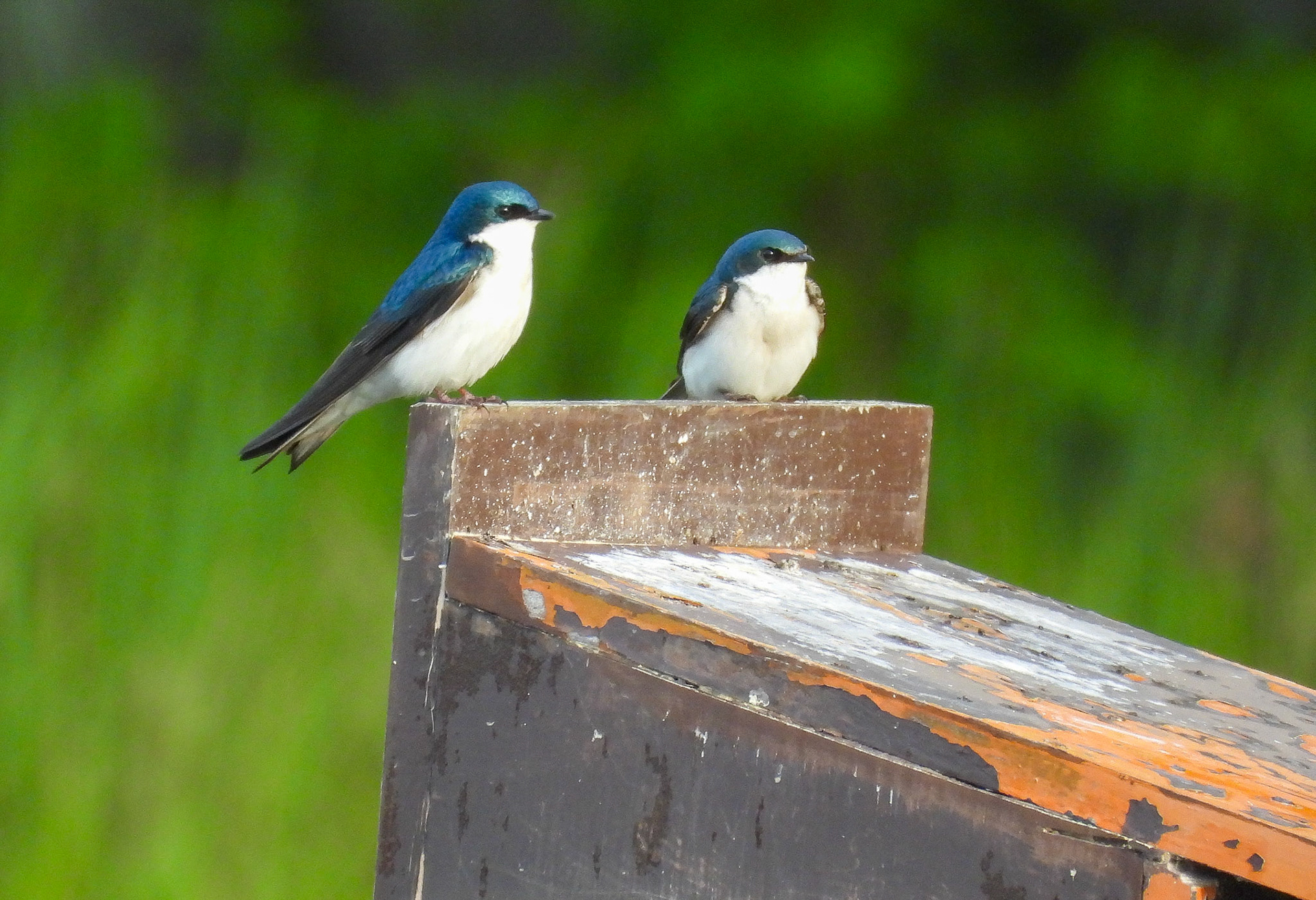 Tree Swallows scoping out a nesting site.