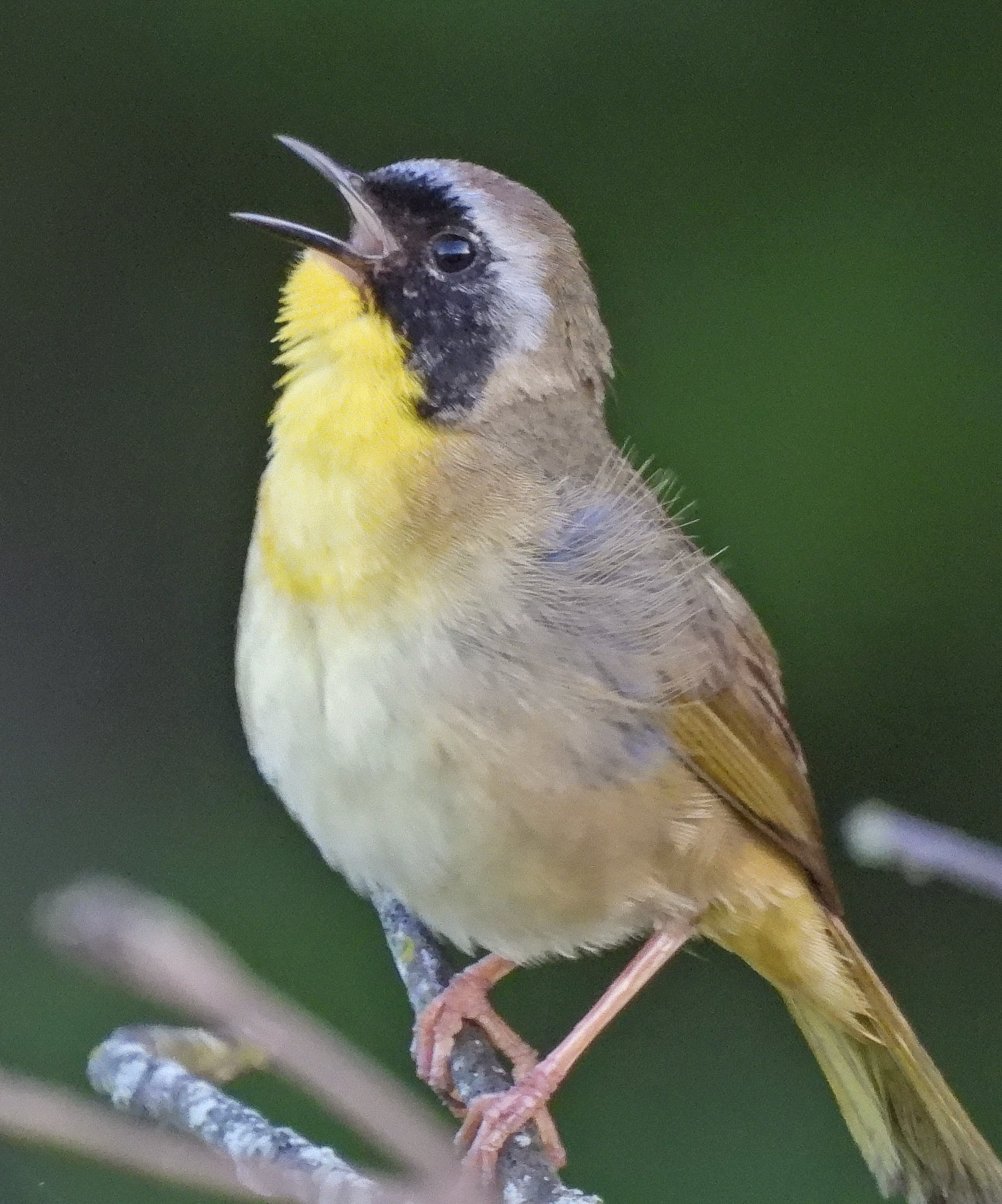 Common Yellowthroat