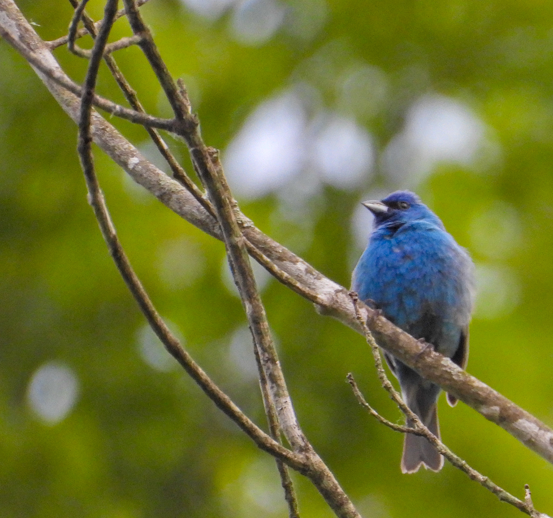 Indigo Buntings lack blue pigments in their feathers, but the feathers refract and reflect blue light.  In dim light they appear black or dark brown.