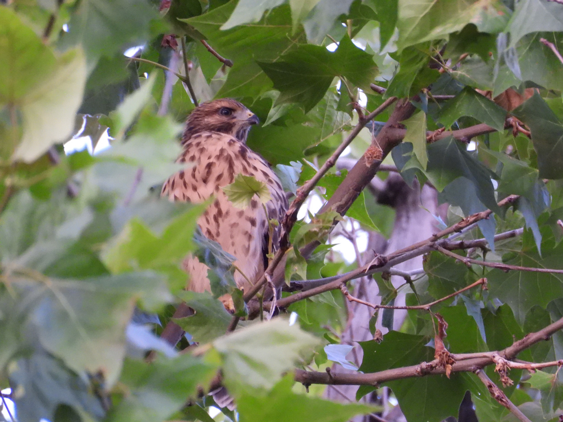 June 10 - At dusk the nest is empty, but this hawk is perched higher up in the same tree.  Is this an adult or the older fledgling?