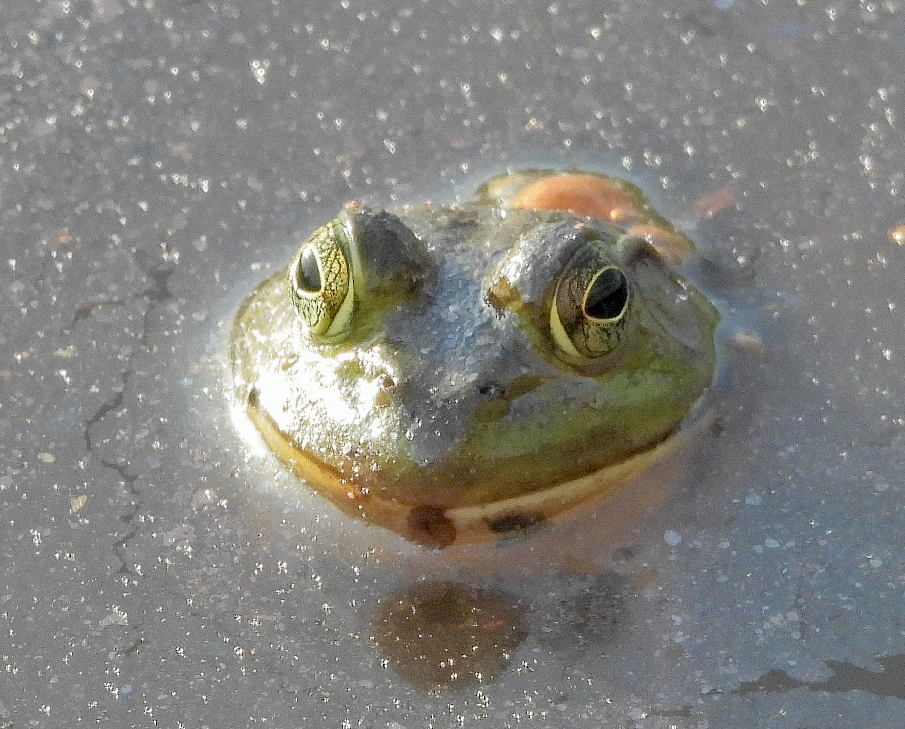 Green Frog