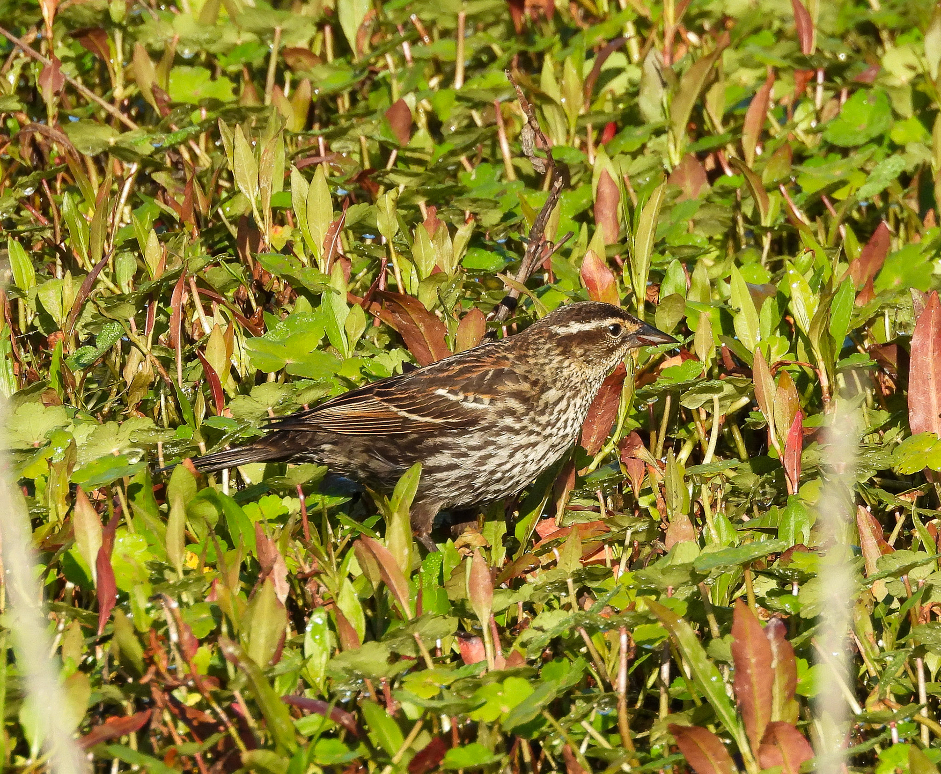 Red Winged Blackbird female