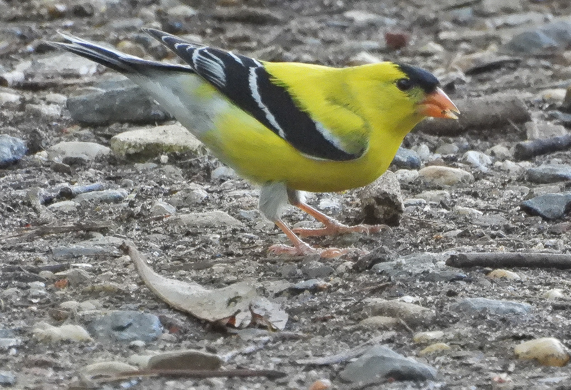 American Goldfinch male in breeding plumage.