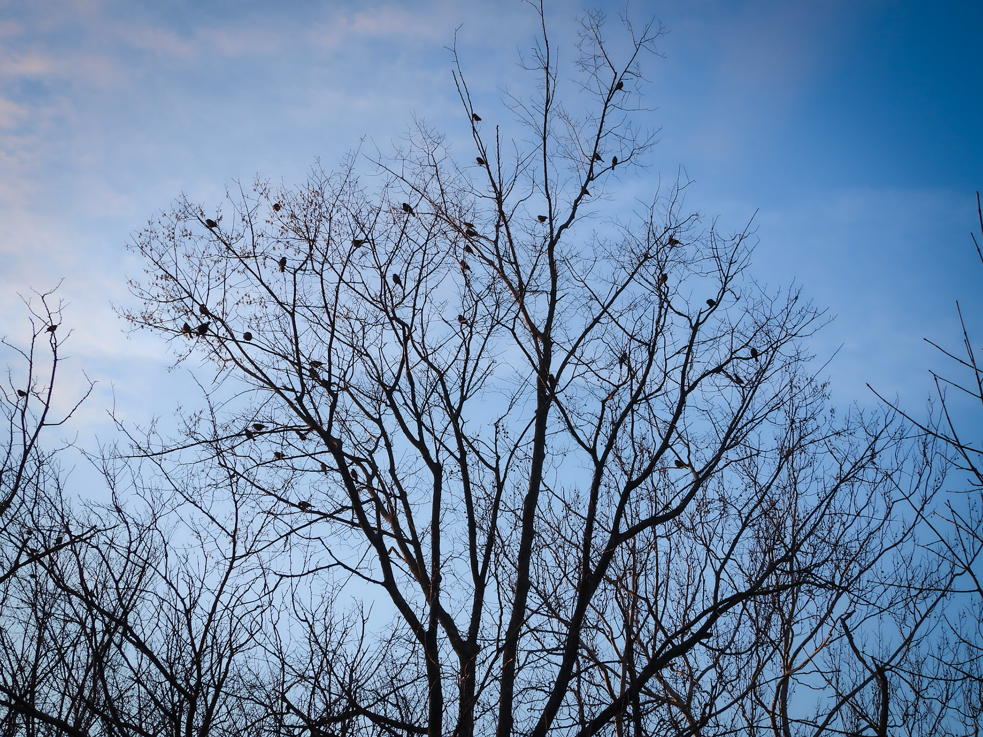 A flock of migrating Red Winged Blackbirds makes a stopover at Dyke Marsh in March.