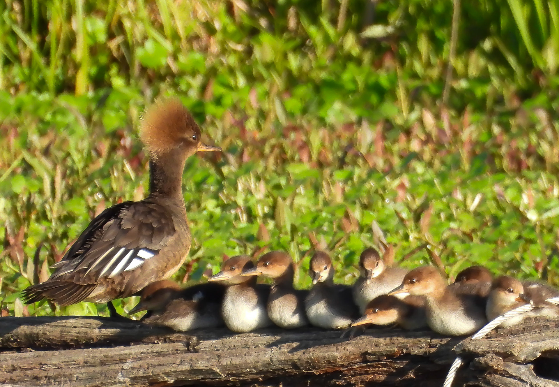 Hooded Merganser mother and ducklings dry off after a swim.