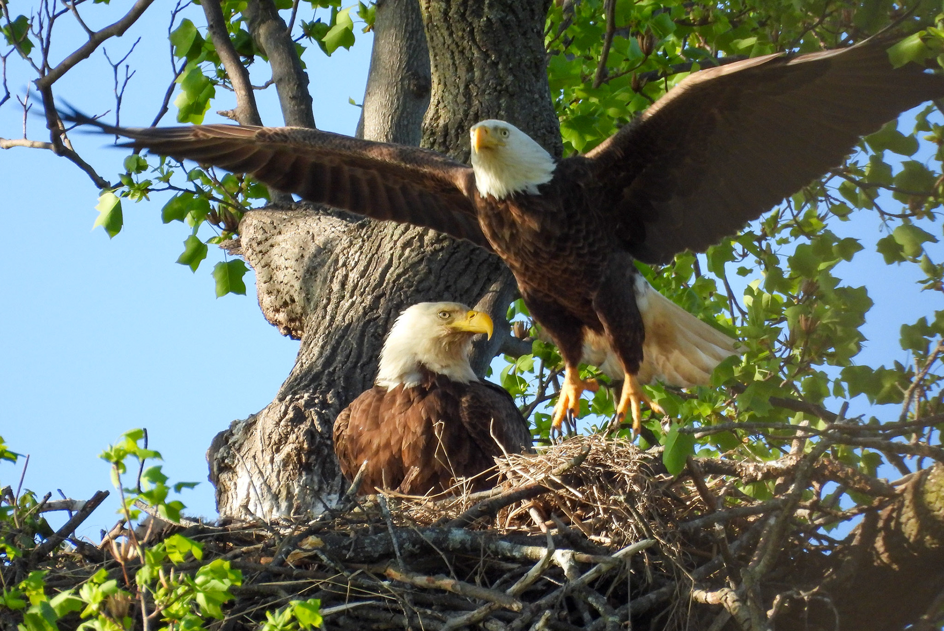 April 8 - The male takes off...